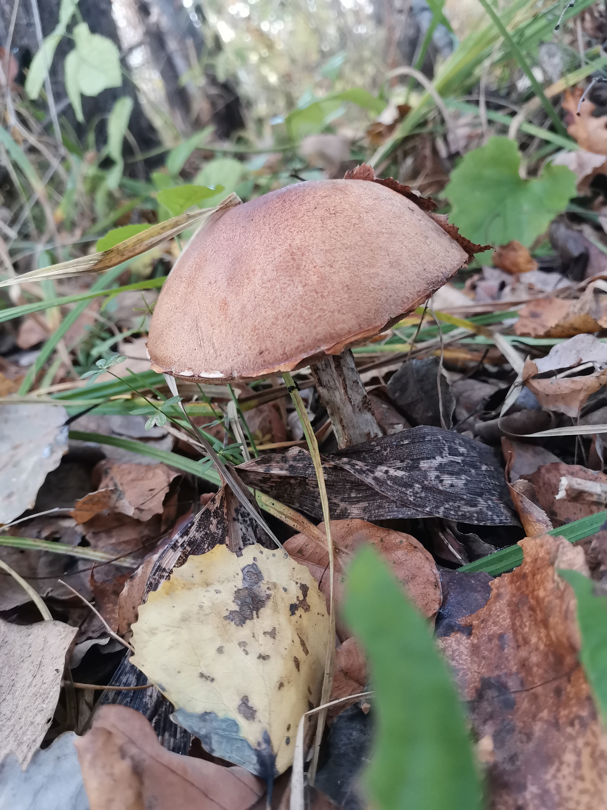 Walks in the woods - My, Mushrooms, Forest, Autumn, Longpost