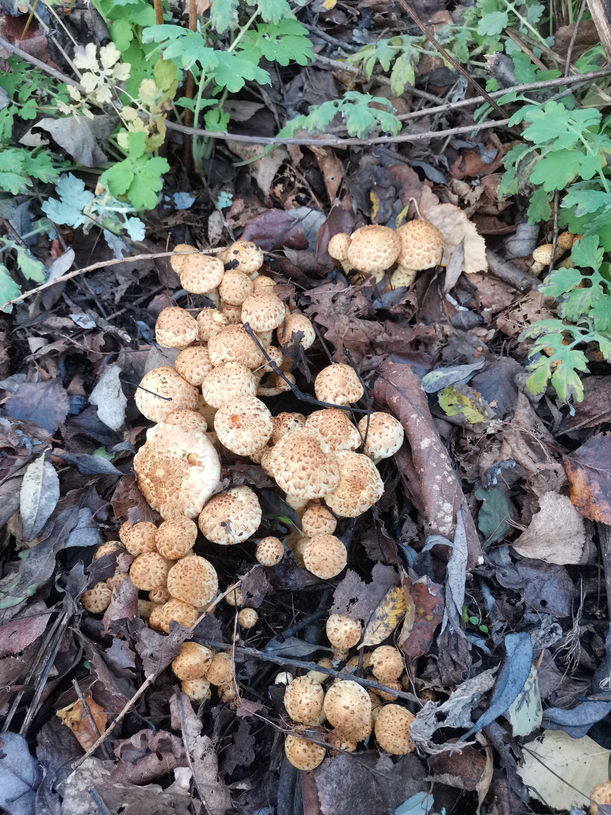 Walks in the woods - My, Mushrooms, Forest, Autumn, Longpost