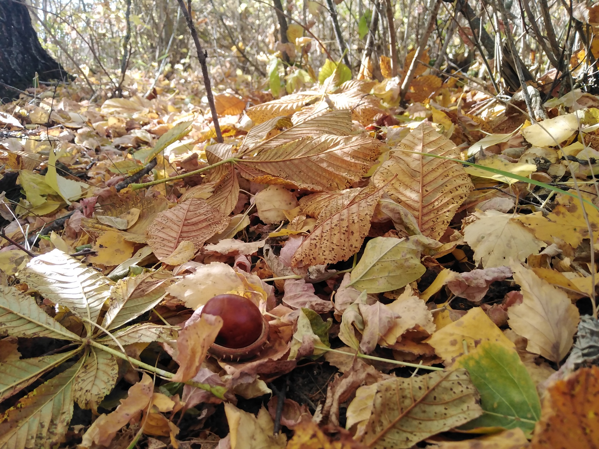 Just a photo - My, Autumn, Leaves, Chestnut, Autumn leaves, The photo