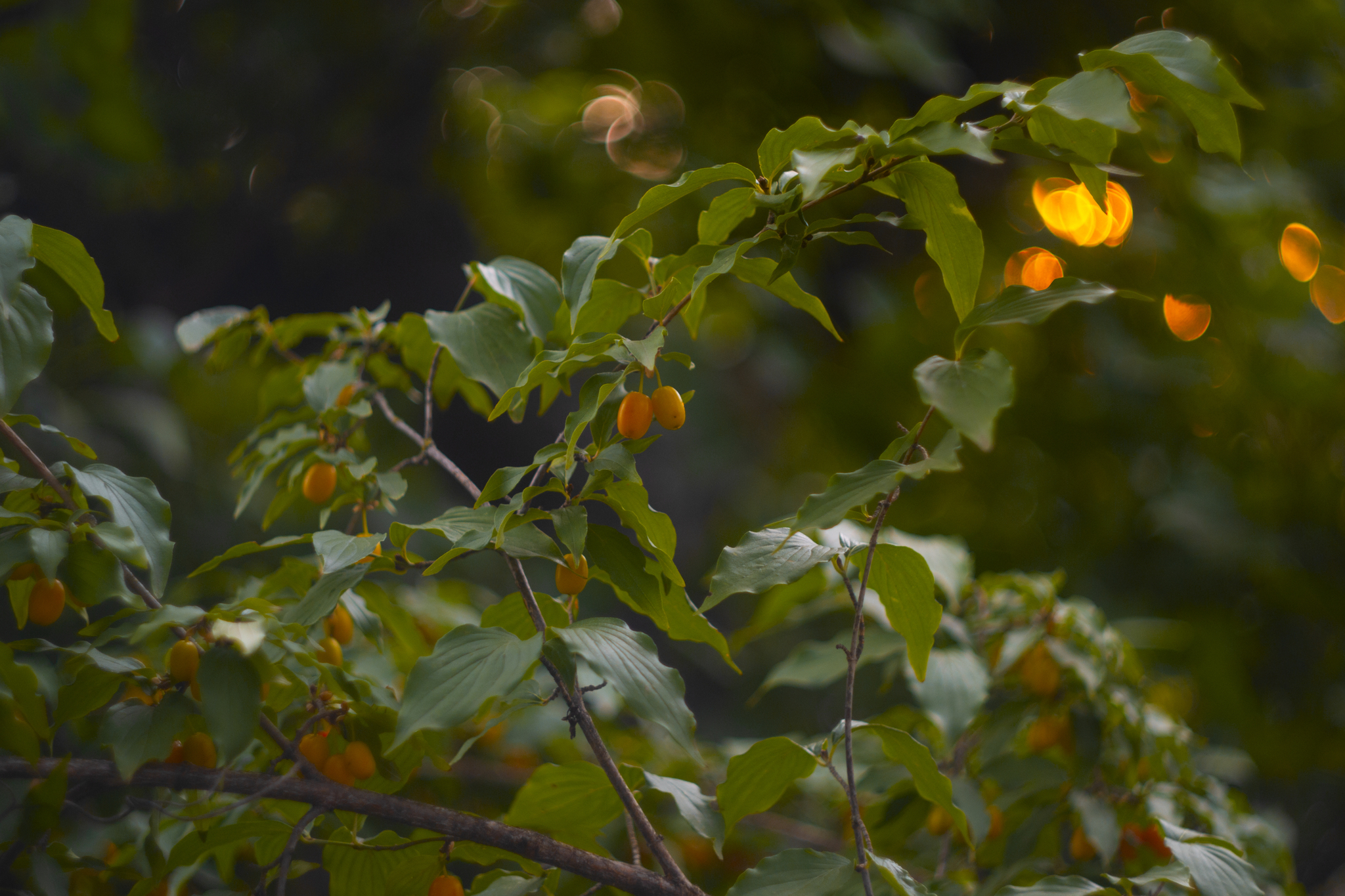 I love taking pictures of nature ;) - My, The photo, Nature, Flowers, Helios44-2, Nikon, Nikon d3100, Bokeh, Longpost