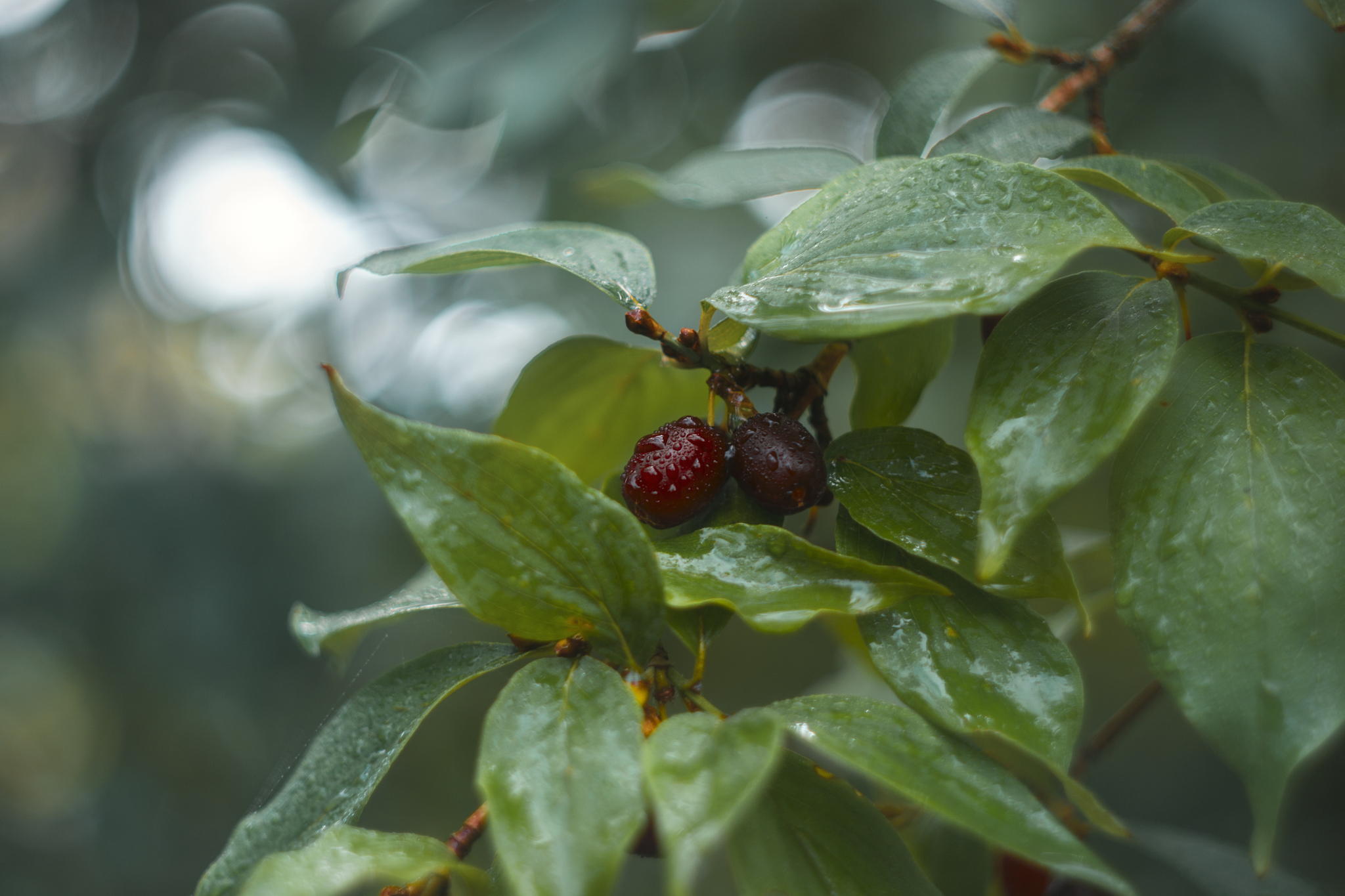 I love taking pictures of nature ;) - My, The photo, Nature, Flowers, Helios44-2, Nikon, Nikon d3100, Bokeh, Longpost