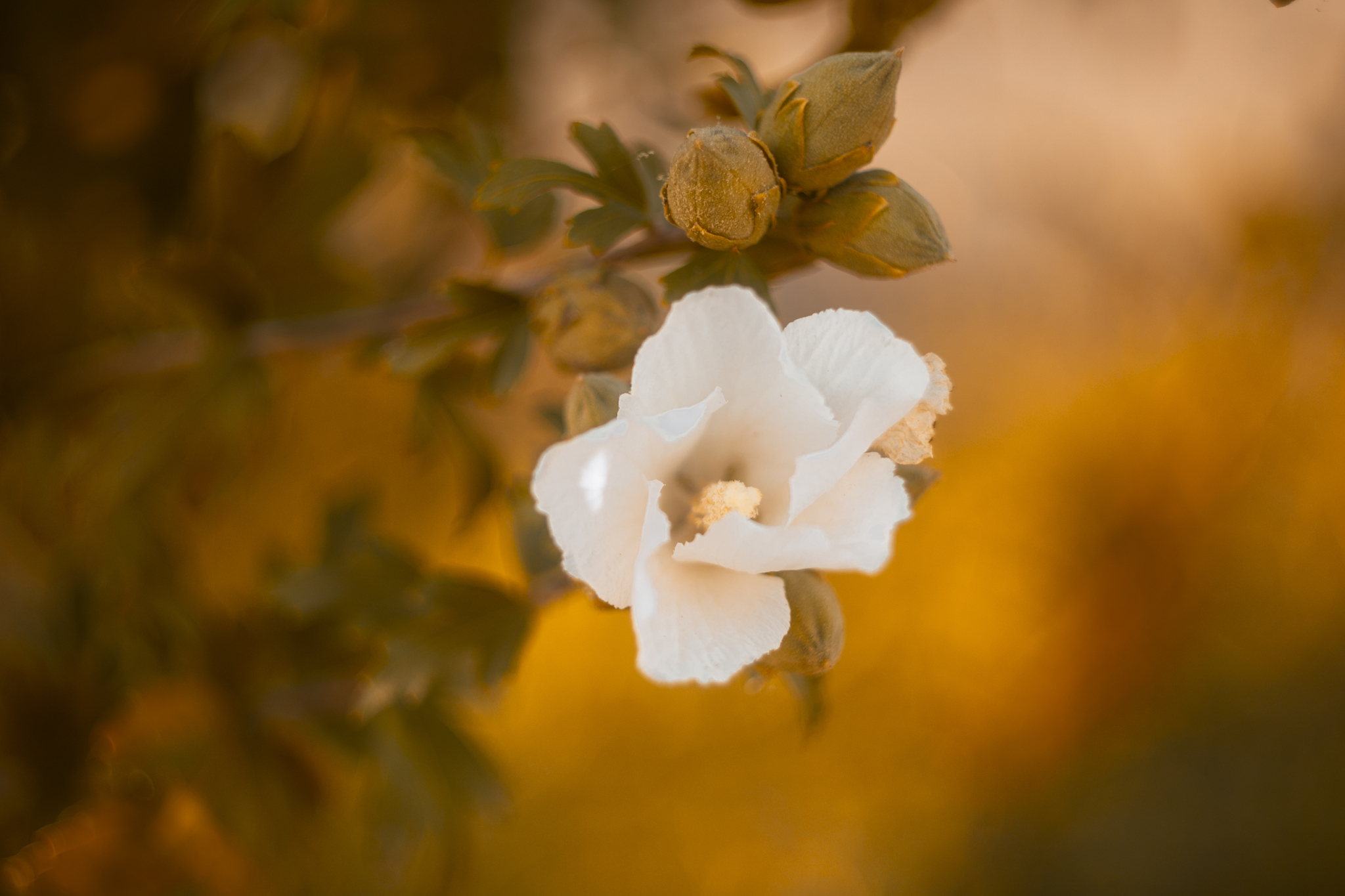 I love taking pictures of nature ;) - My, The photo, Nature, Flowers, Helios44-2, Nikon, Nikon d3100, Bokeh, Longpost