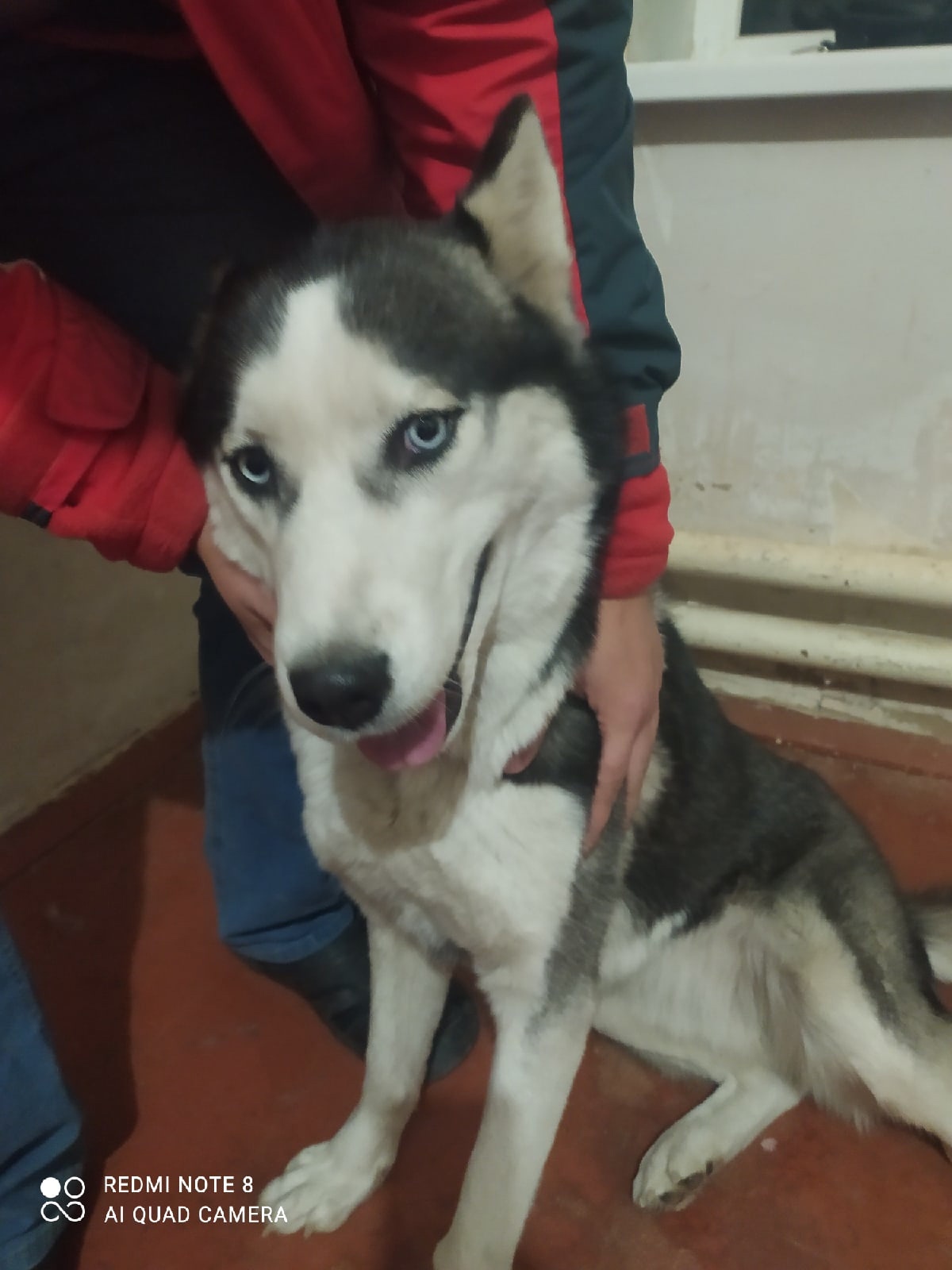 Husky girl found in Lugansk! - My, Found, Dog, Husky, Siberian Husky, Luhansk, LPR, Longpost, No rating, Found a dog