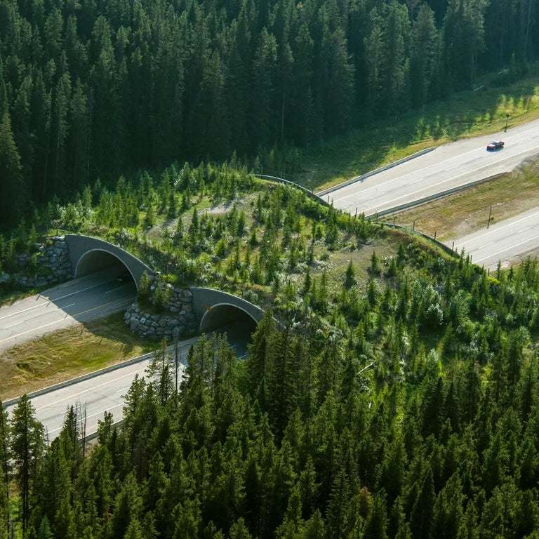 Экодук Banff Wildlife Crossings Project сократил количество столкновений с животными на 80% - Дорога, Переход, Животные, Статистика, Путепровод, Экодук, Канада