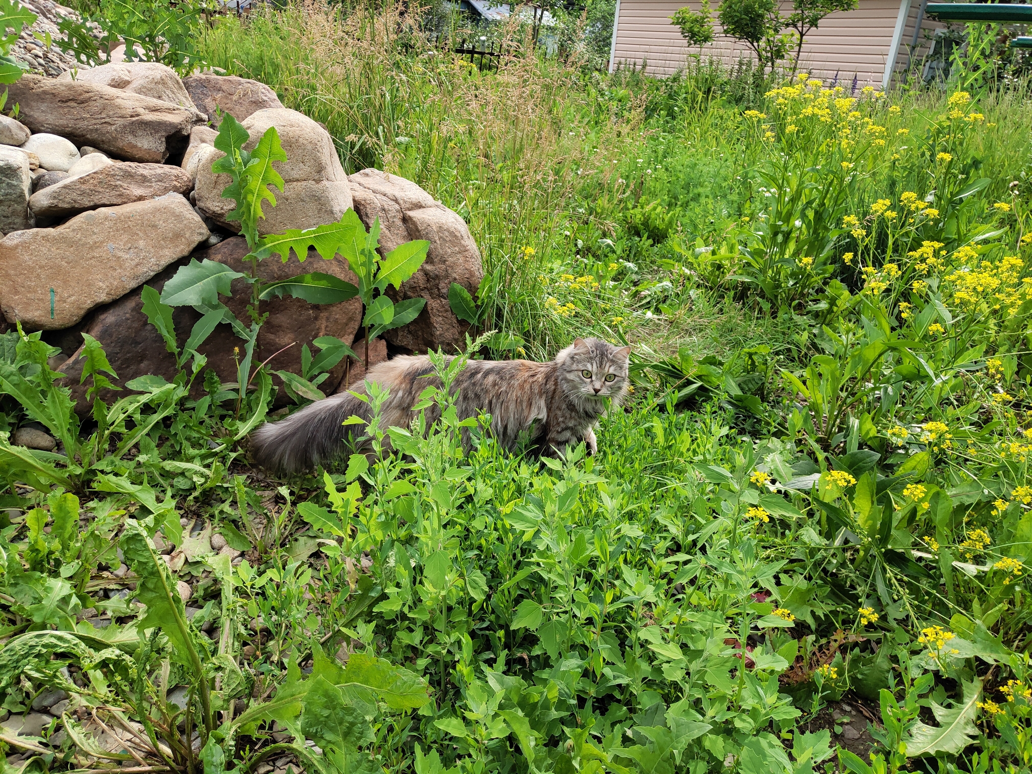 Nusya at the cottage - My, Nature, Dacha, Meizu, Longpost, cat, Tricolor cat