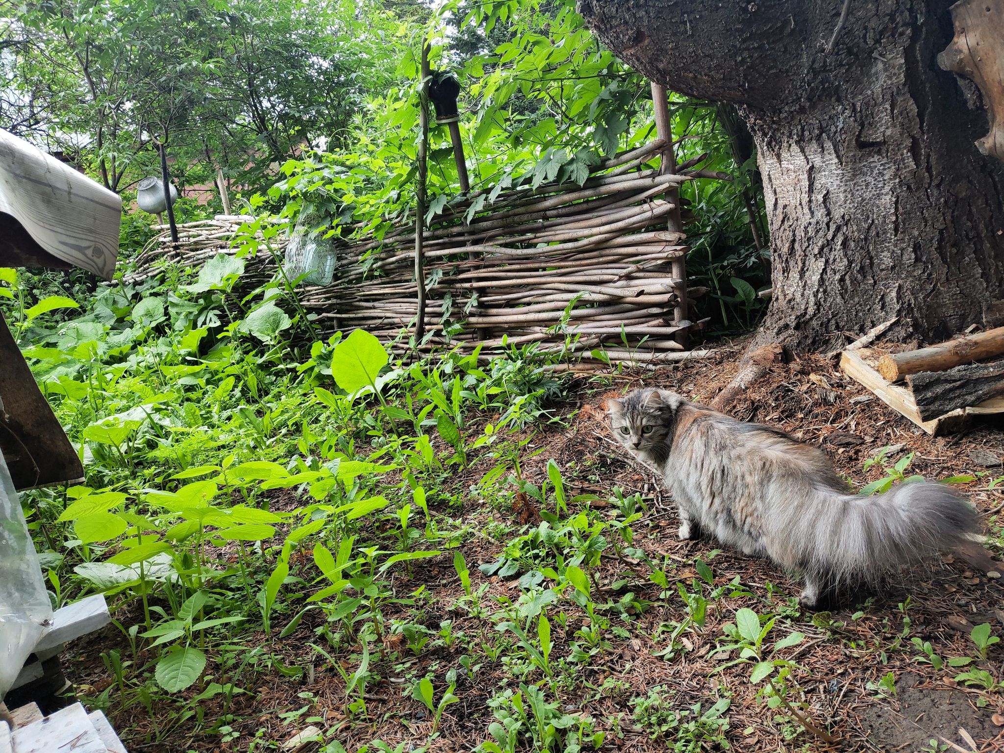 Nusya at the cottage - My, Nature, Dacha, Meizu, Longpost, cat, Tricolor cat