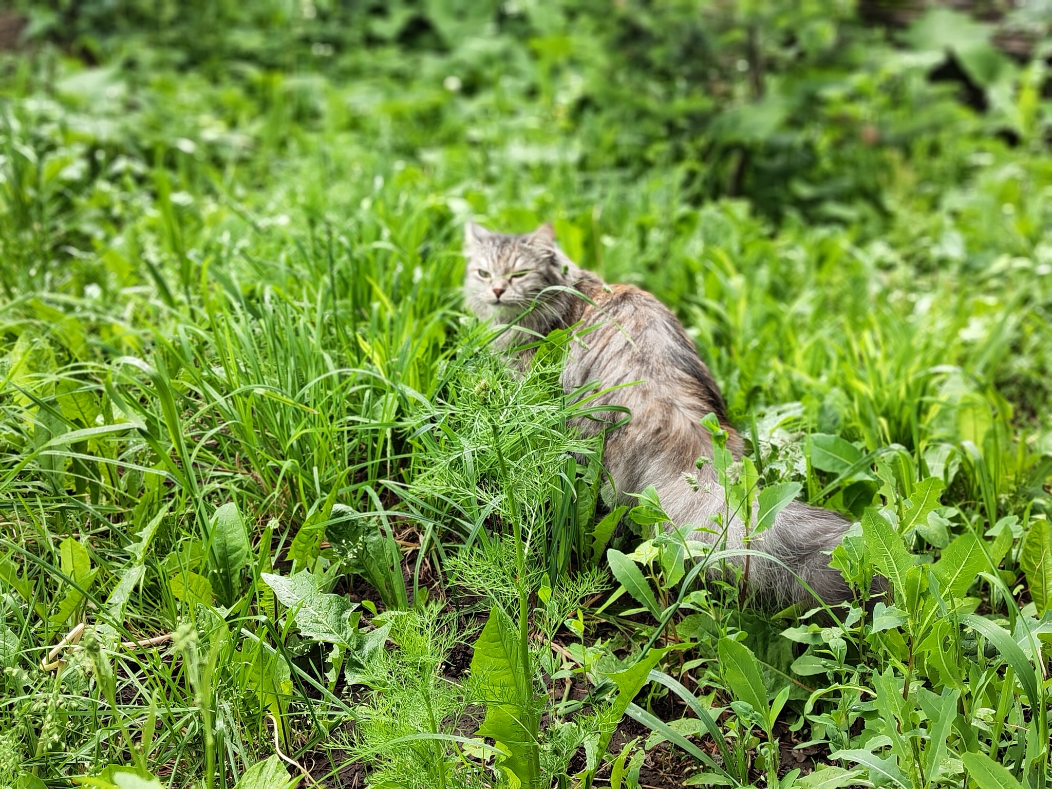 Nusya at the cottage - My, Nature, Dacha, Meizu, Longpost, cat, Tricolor cat