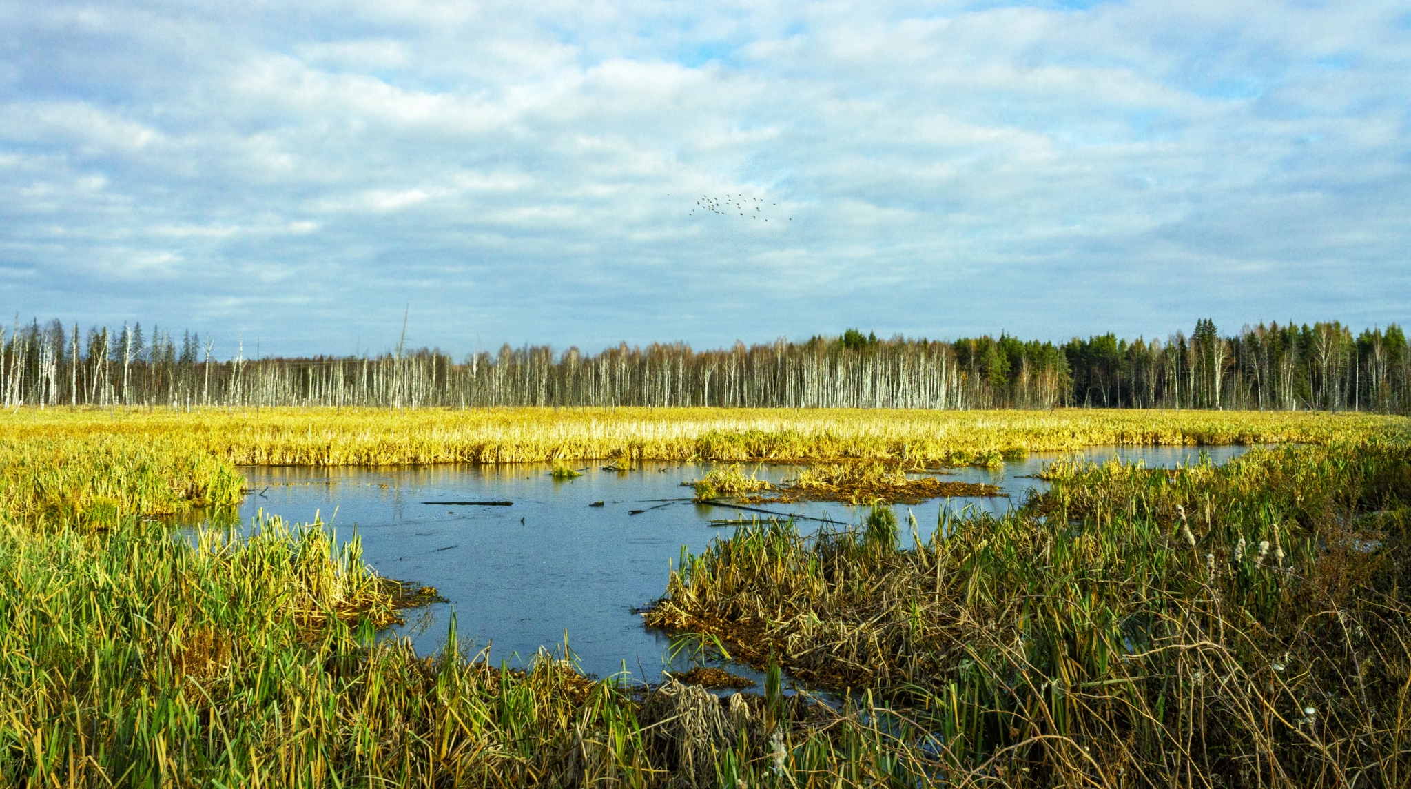 Autumn photo - My, Russia, Middle Ural, Autumn, Nature, Landscape, Swamp, Forest, The photo