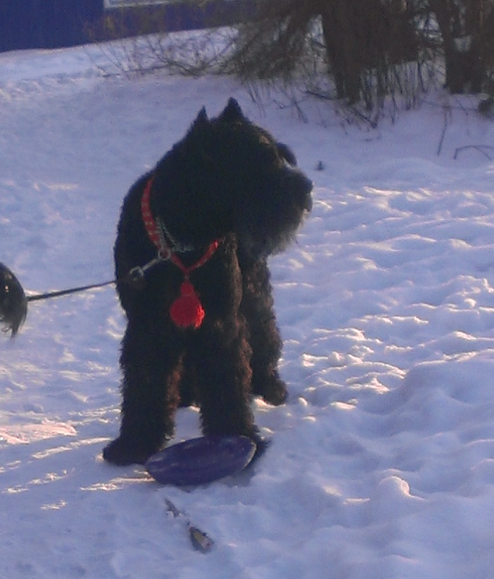 Zorg and Adrik (dedicated to their memory) - My, Dog, Giant schnauzer, Memory, Longpost