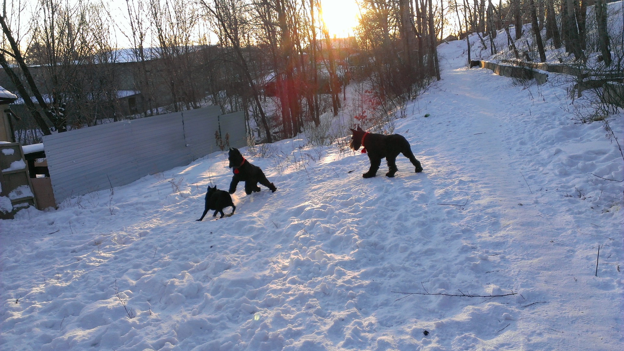 Zorg and Adrik (dedicated to their memory) - My, Dog, Giant schnauzer, Memory, Longpost