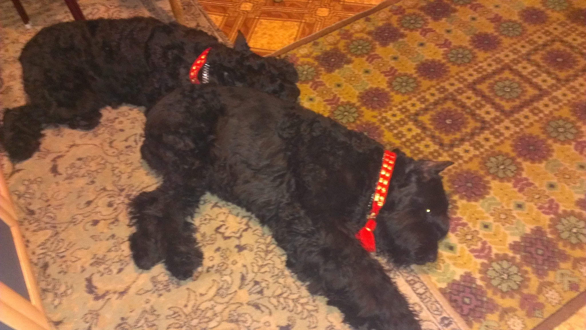 Zorg and Adrik (dedicated to their memory) - My, Dog, Giant schnauzer, Memory, Longpost