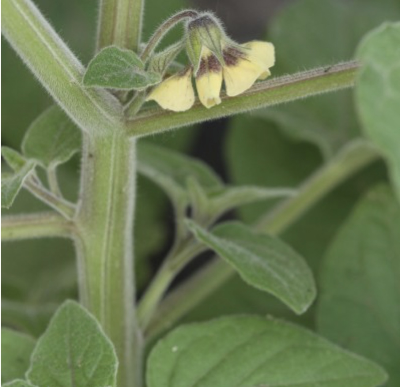 nightshade dessert - My, Vegetable growing, Homestead farming, Technologies, Longpost