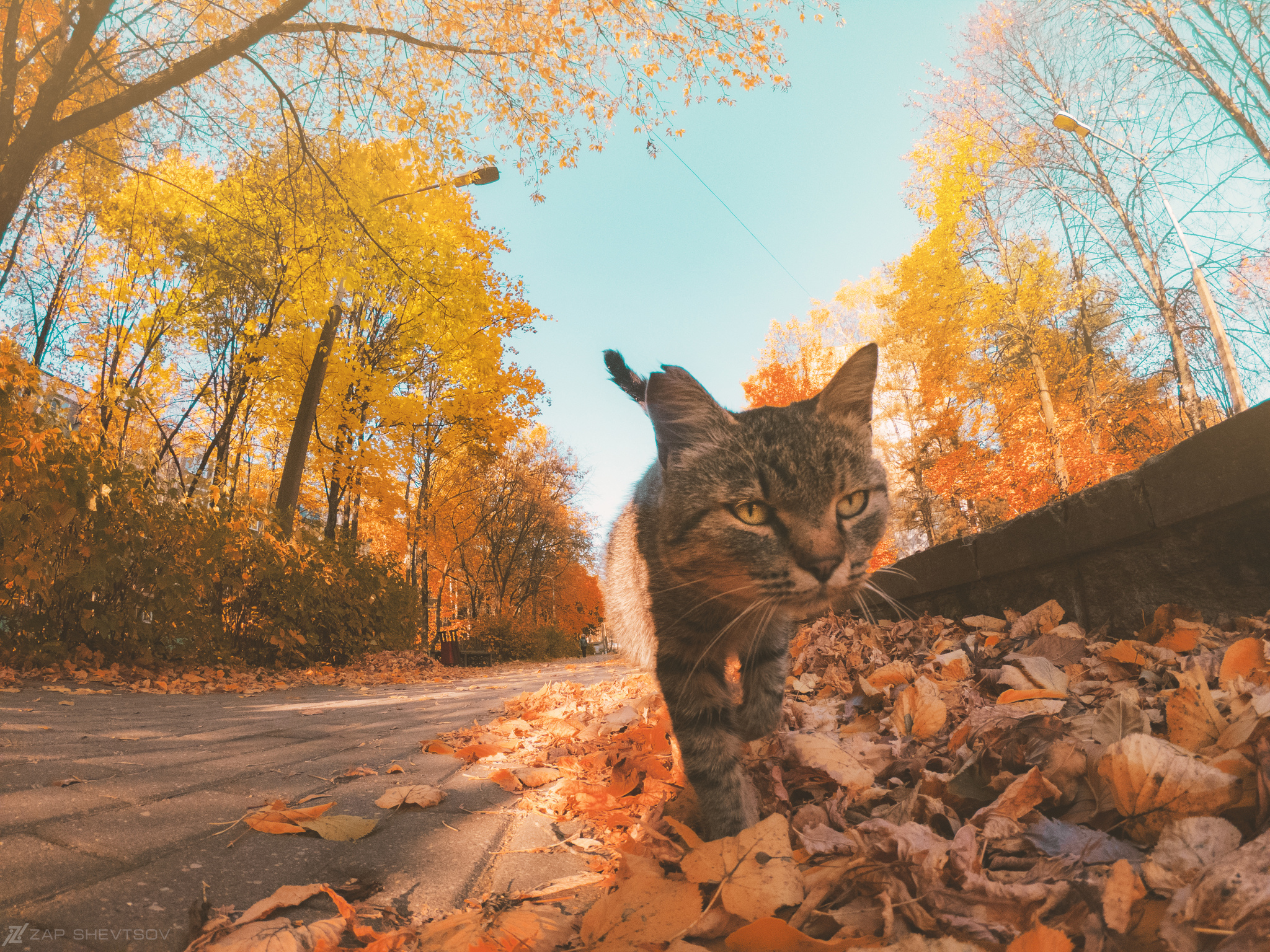 Autumn cat in a ribbon - My, cat, Autumn, The photo, Nature, Animals, Homeless animals