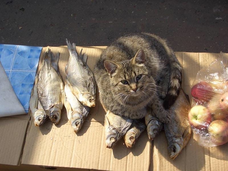 Shows - cat, Do you sell fish?, Stockfish