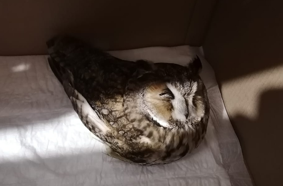 Days when an owl is bad - My, Owl, Video, Treatment, Longpost