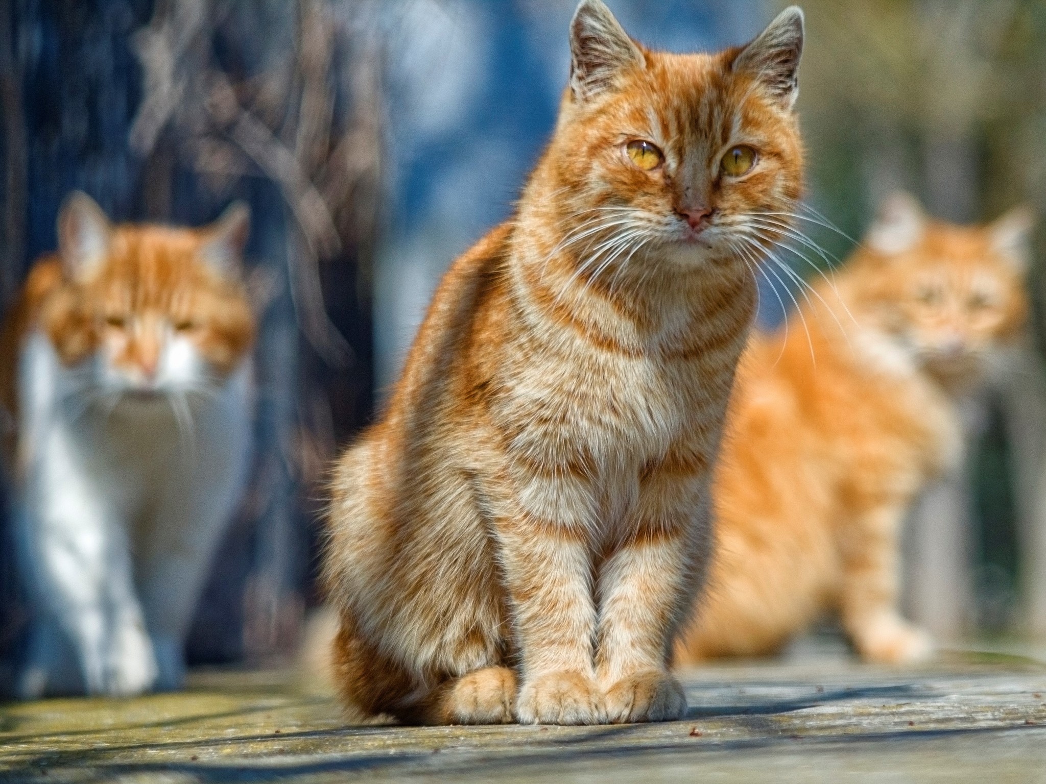 Ginger - My, Crimea, Evpatoria, Street photography, cat, Redheads, The photo