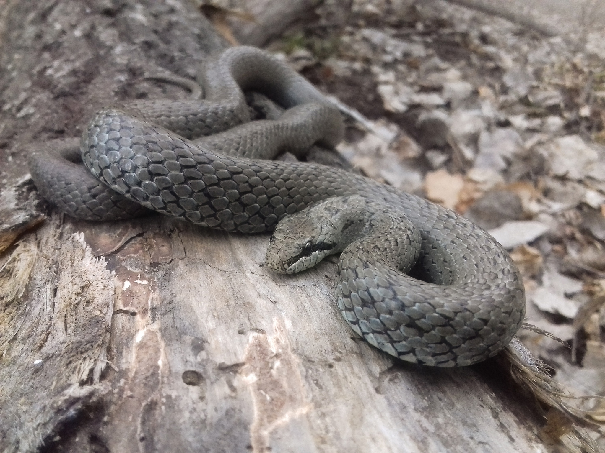 Reptiles of Bashkiria. - Reptiles, Snake, Spindles, Verdigris, Lizard, Vipers, Bog turtle, Bashkortostan, , 2021, Ufa, Video, Longpost