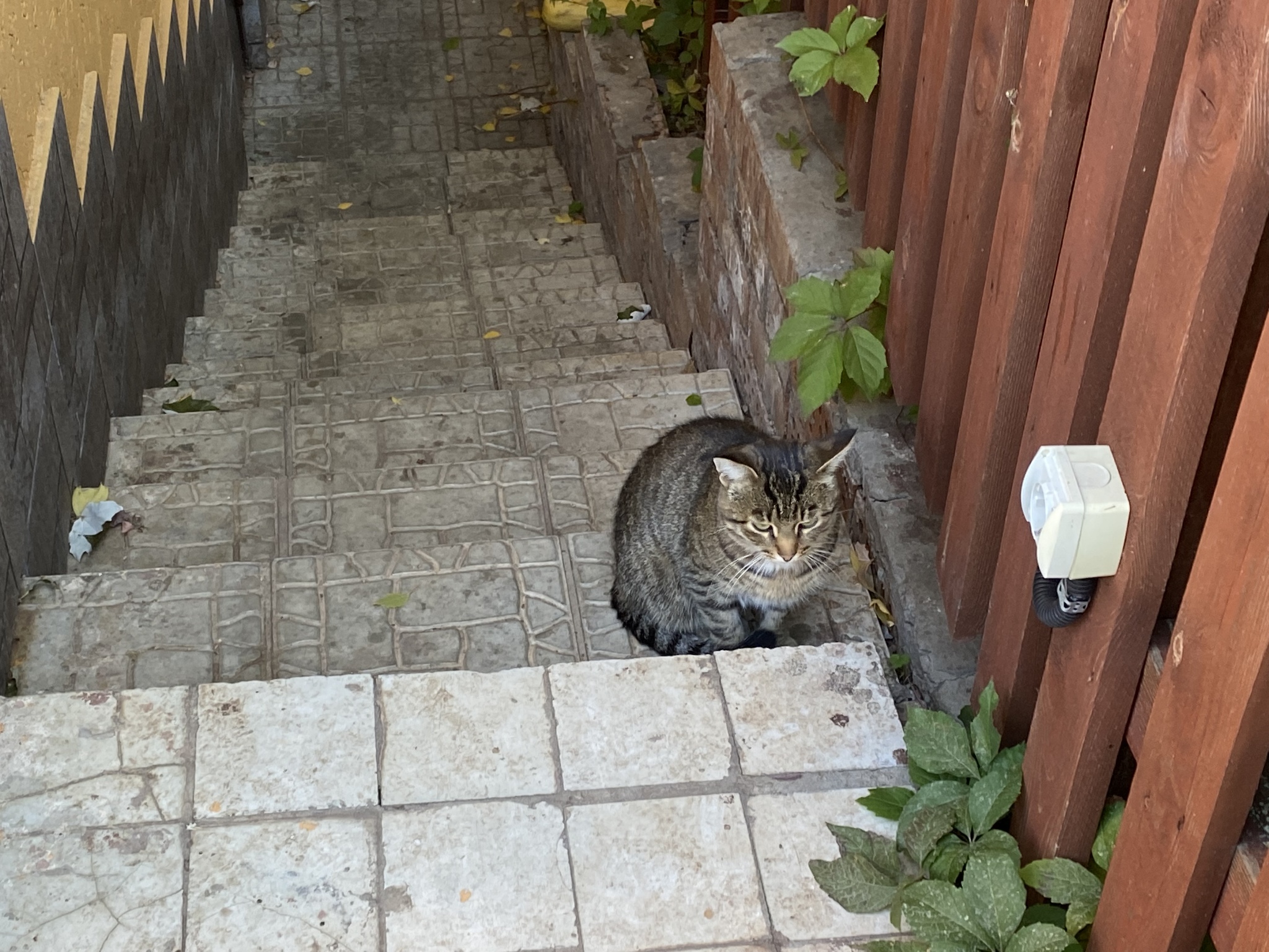 And again the brooches - My, cat, Abandoned, Dacha, Longpost, Dog