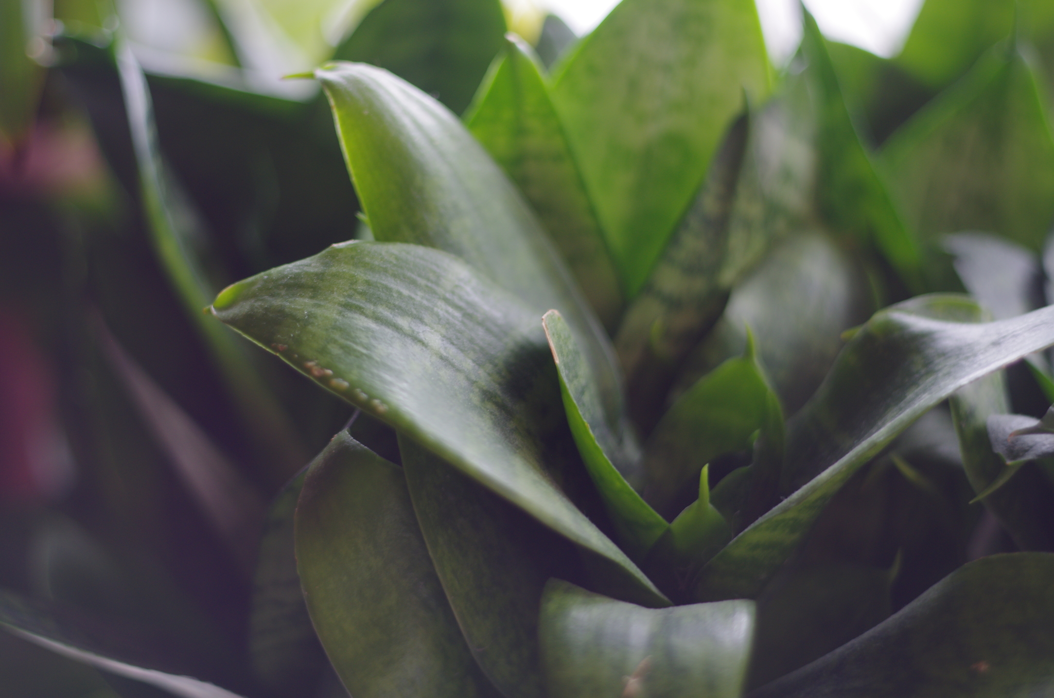 Homemade - My, The photo, Houseplants, Pentax K-5