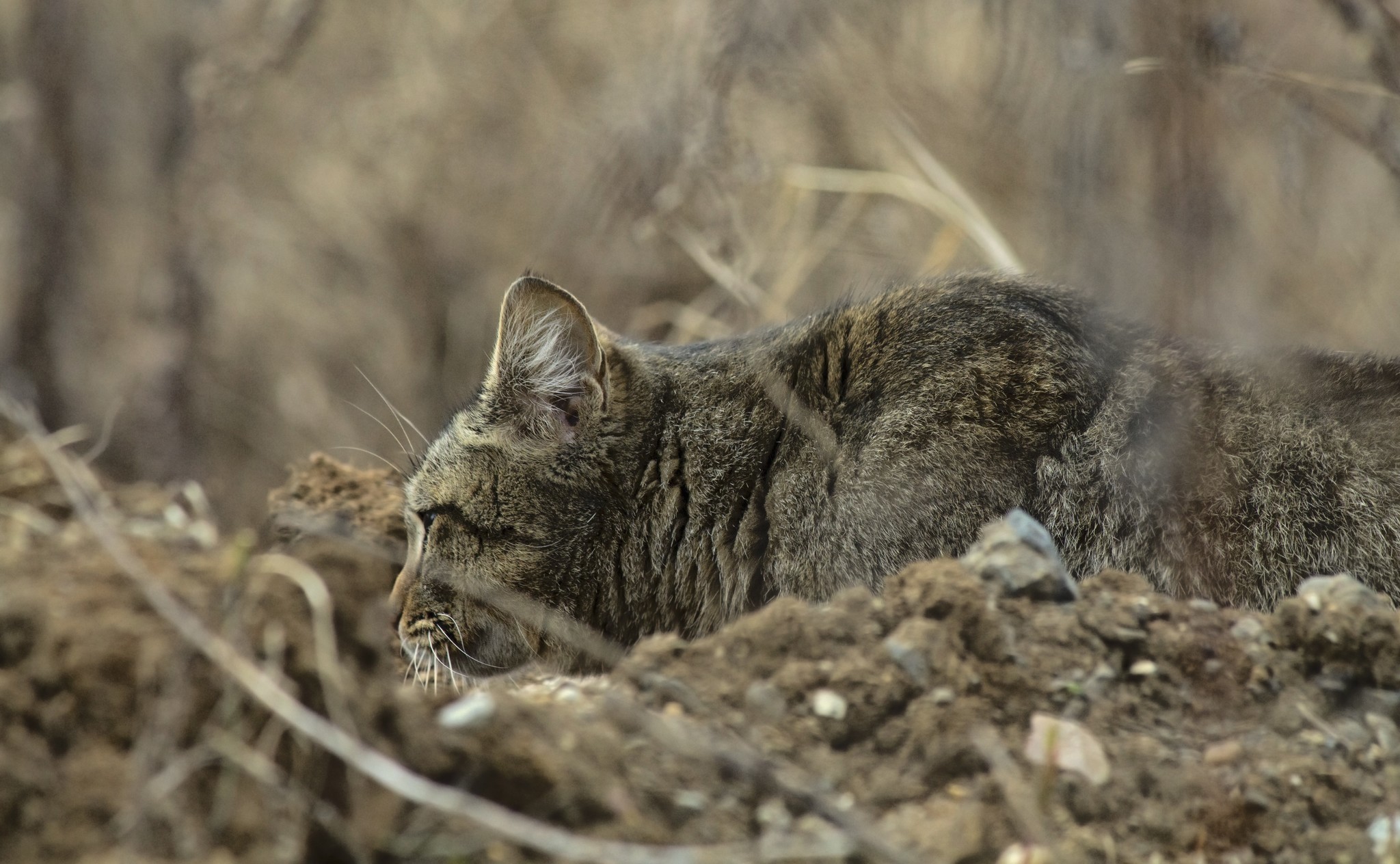 Profile - My, Middle Ural, Street photography, cat, Profile, Disguise