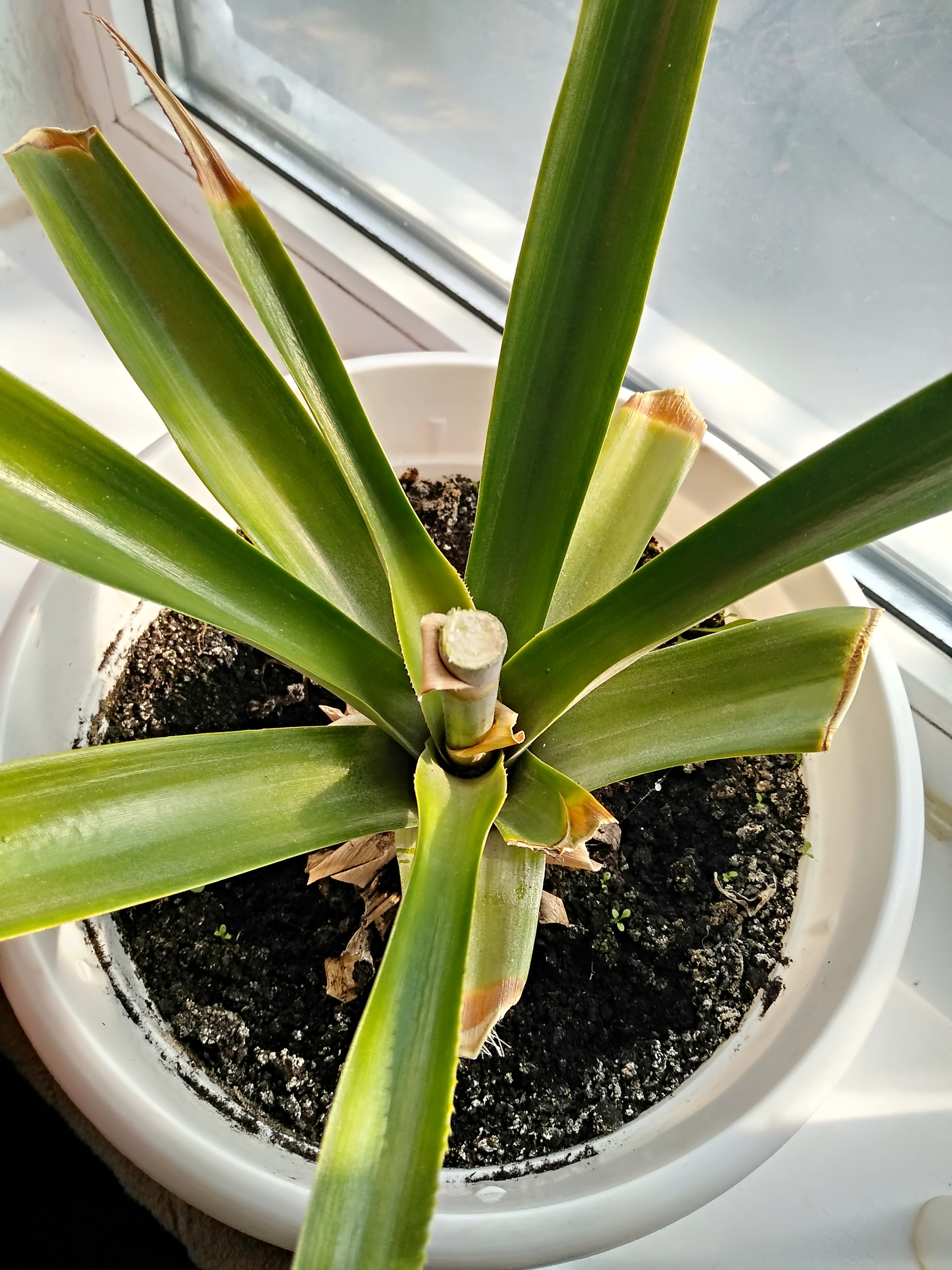Pineapple - continued) - My, A pineapple, Experiment, Фрукты, Yummy, Plants, Longpost