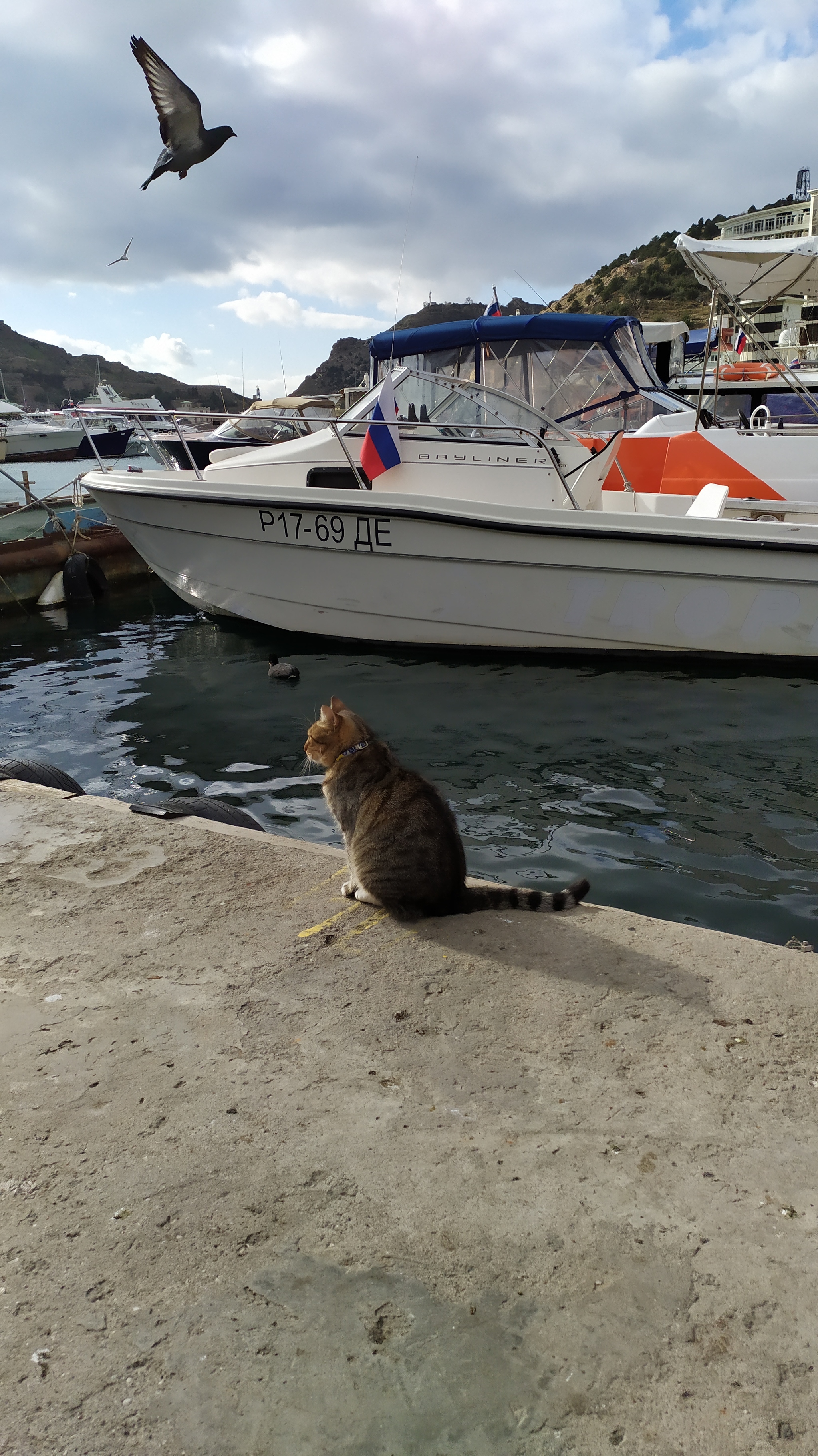 Monument to the Balaklava Fishing Cats - My, cat, Monument, Fishing, Balaclava, Longpost