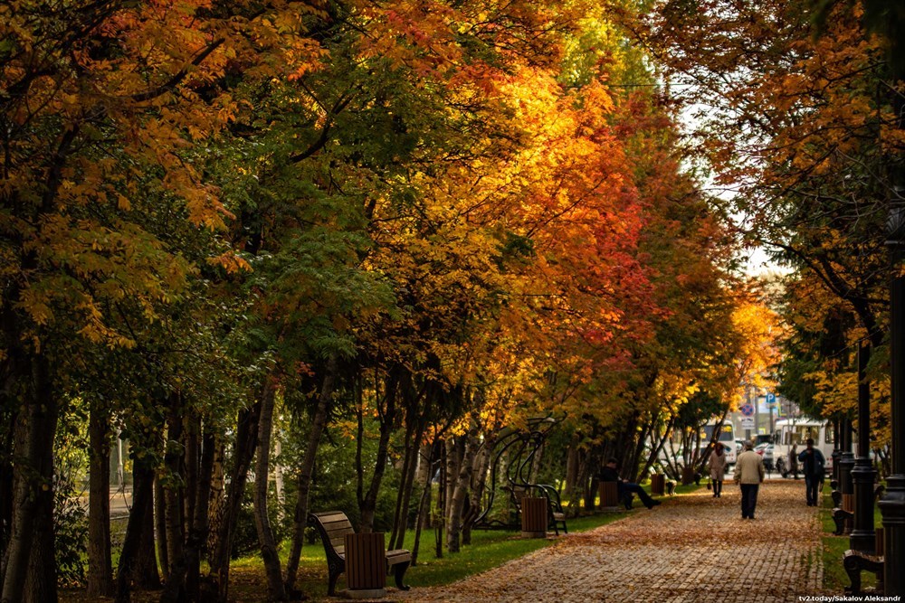 Golden autumn in Tomsk - Milota, Images, Siberia, Tomsk, Autumn, Leaves, Wooden architecture, Old man, Longpost, , The photo