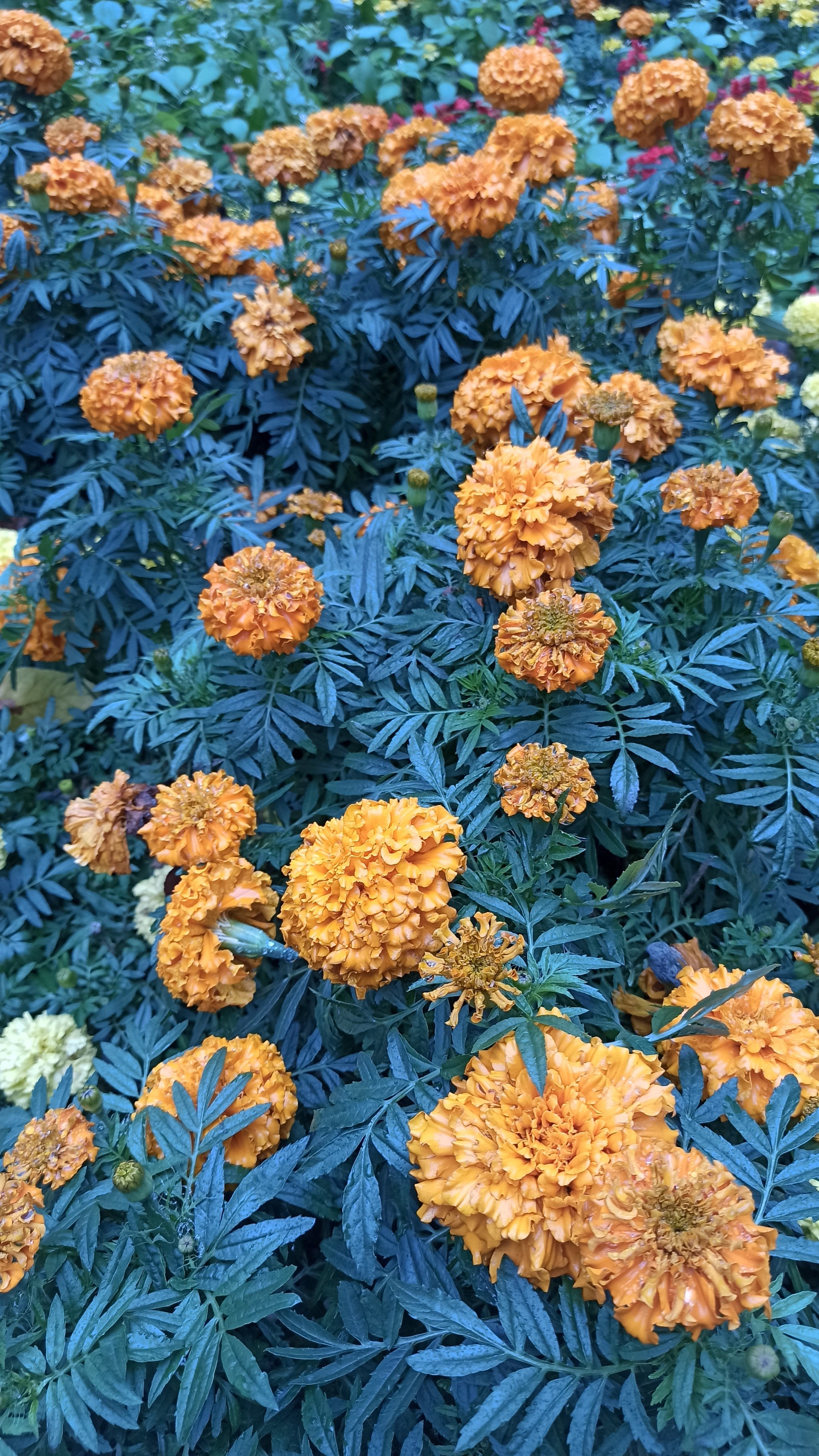 Just marigolds - My, Flowers, The photo, Mobile photography