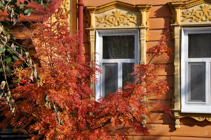 Golden autumn in Tomsk - Milota, Images, Siberia, Tomsk, Autumn, Leaves, Wooden architecture, Old man, Longpost, , The photo