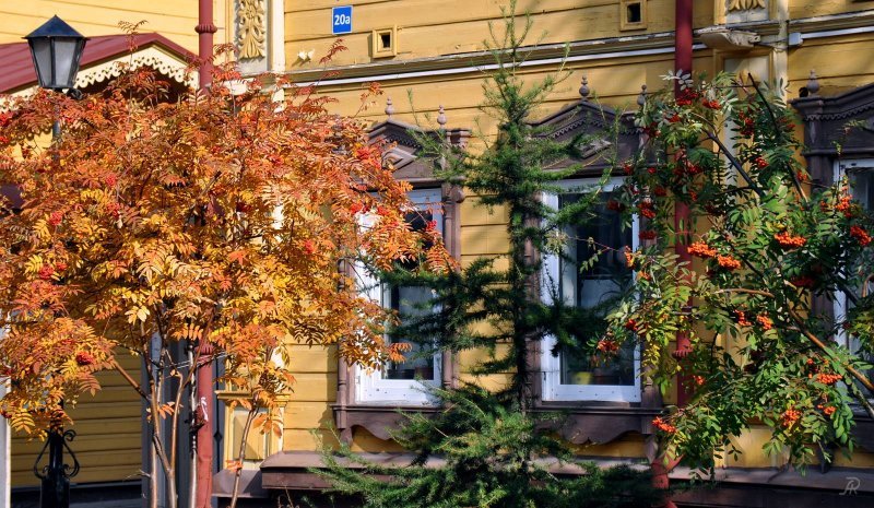 Golden autumn in Tomsk - Milota, Images, Siberia, Tomsk, Autumn, Leaves, Wooden architecture, Old man, Longpost, , The photo