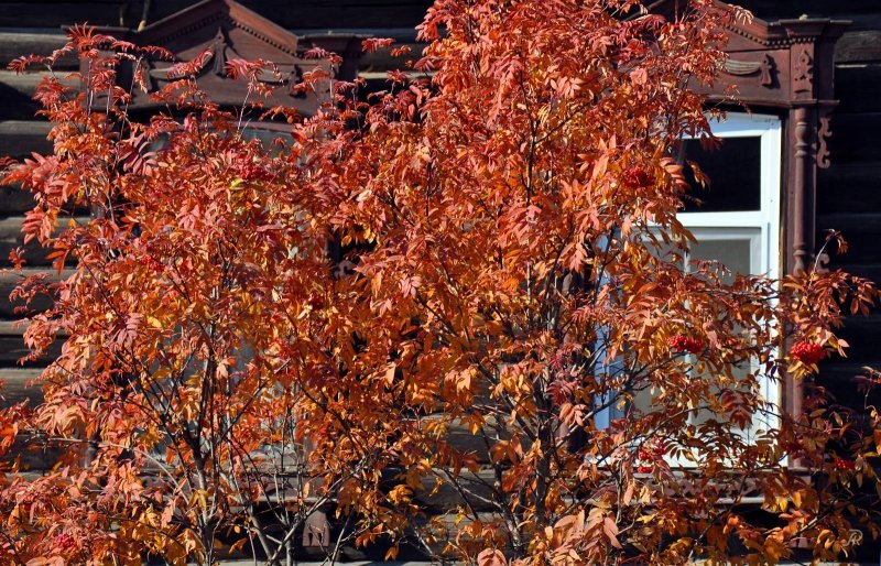 Golden autumn in Tomsk - Milota, Images, Siberia, Tomsk, Autumn, Leaves, Wooden architecture, Old man, Longpost, , The photo