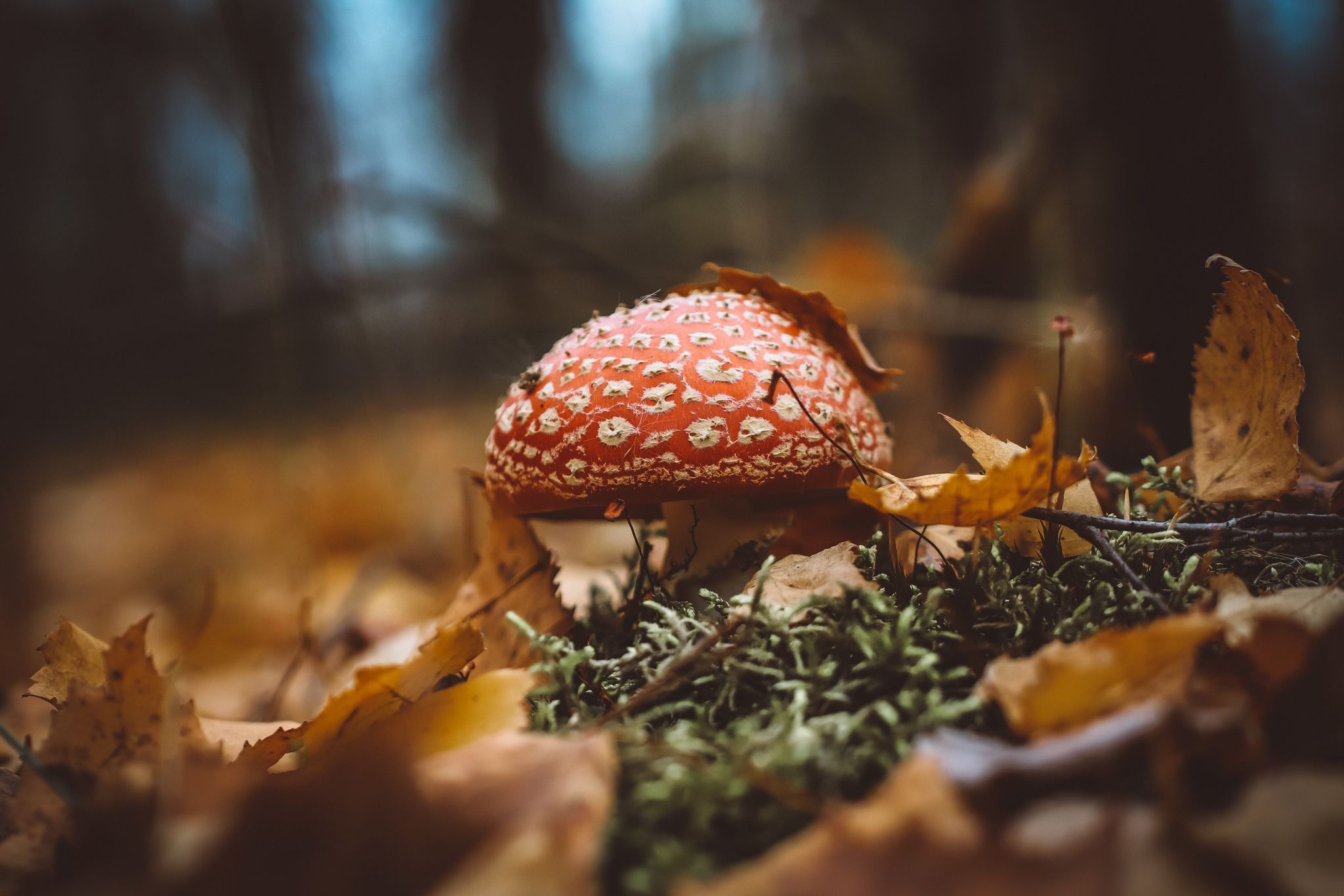 autumn fly agaric - My, The photo, Mushrooms, Nature, Autumn, Fly agaric