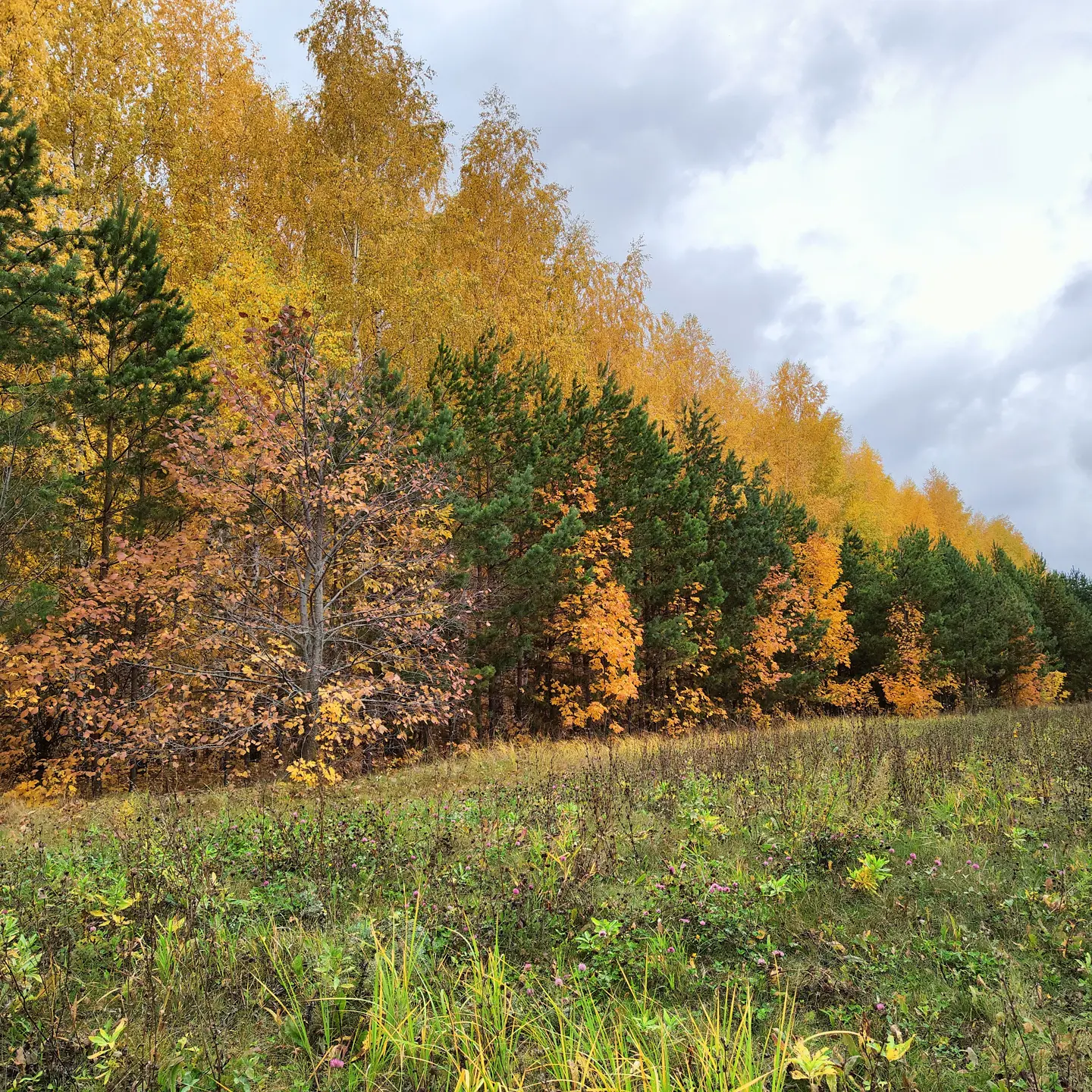 Golden autumn - Autumn, Nature, Longpost