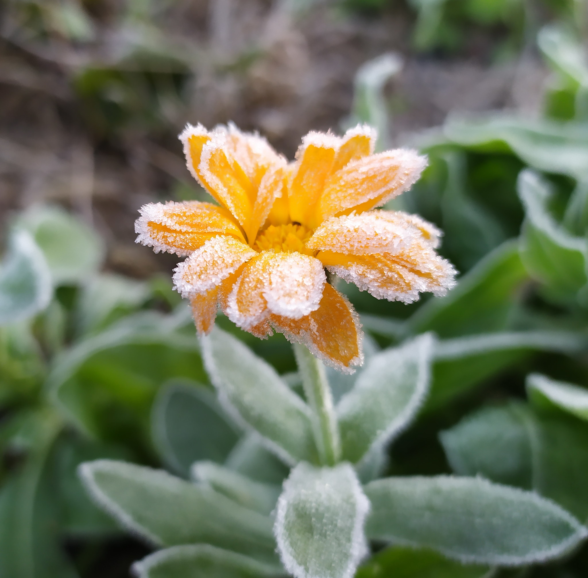 First frosts - My, Mobile photography, Flowers, Frost, The photo, Longpost