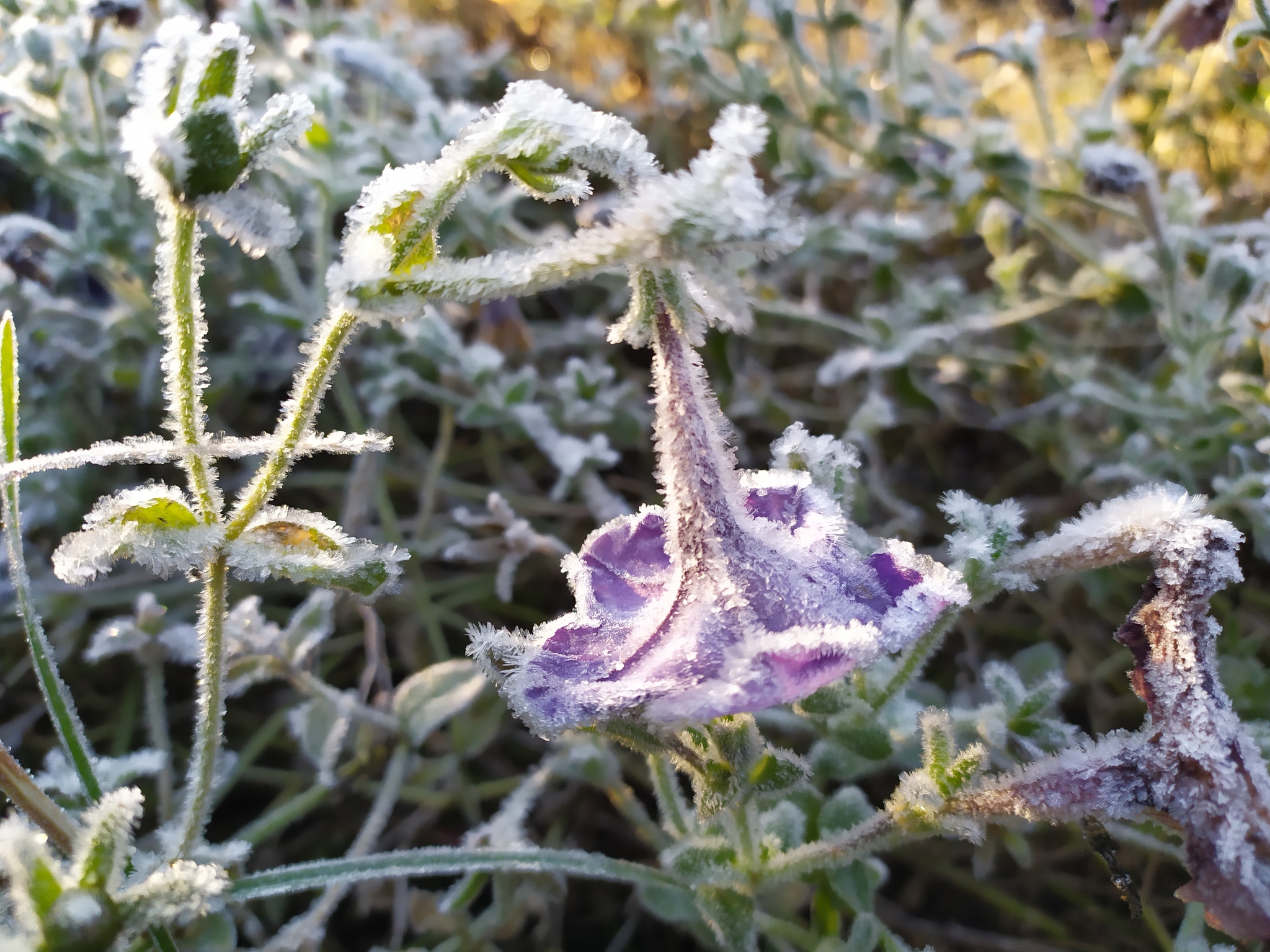 First frosts - My, Mobile photography, Flowers, Frost, The photo, Longpost