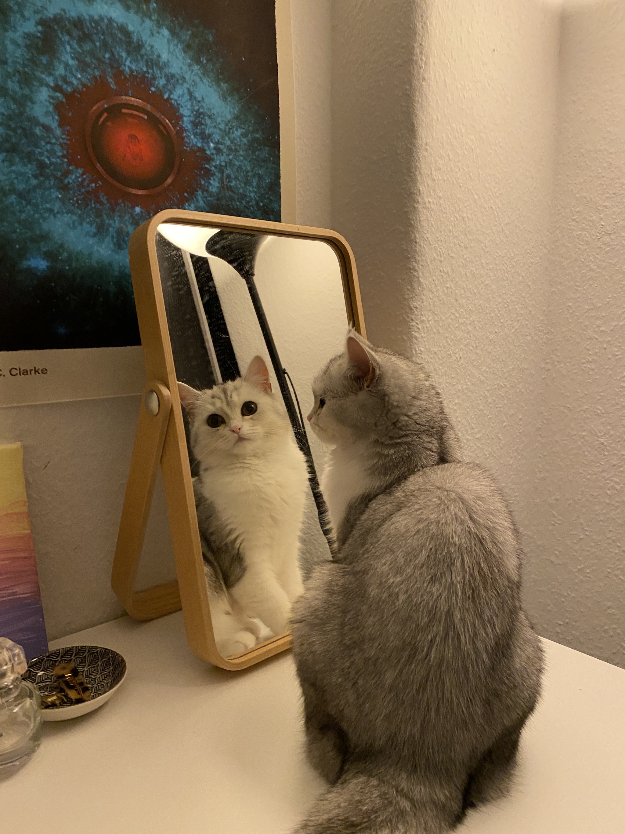 More pussies! - My, cat, Mirror, Reflection, Longpost