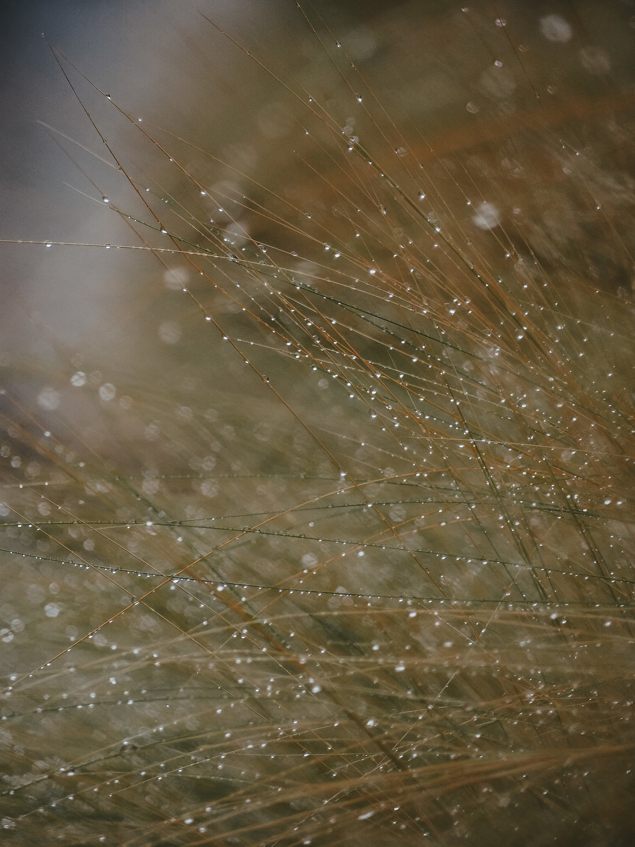 After the rain - My, Macro photography, The photo, Plants, The nature of Russia, Spring, Longpost