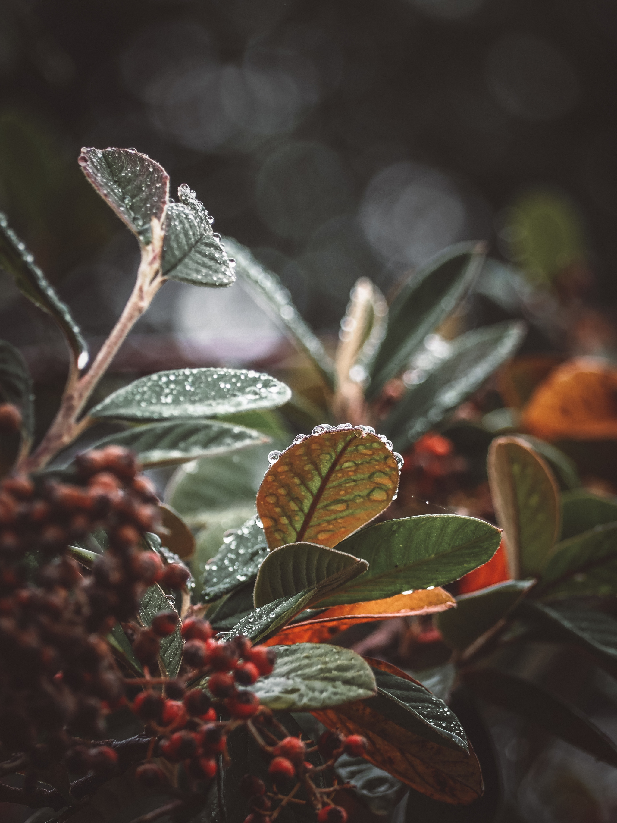 After the rain - My, Macro photography, The photo, Plants, The nature of Russia, Spring, Longpost