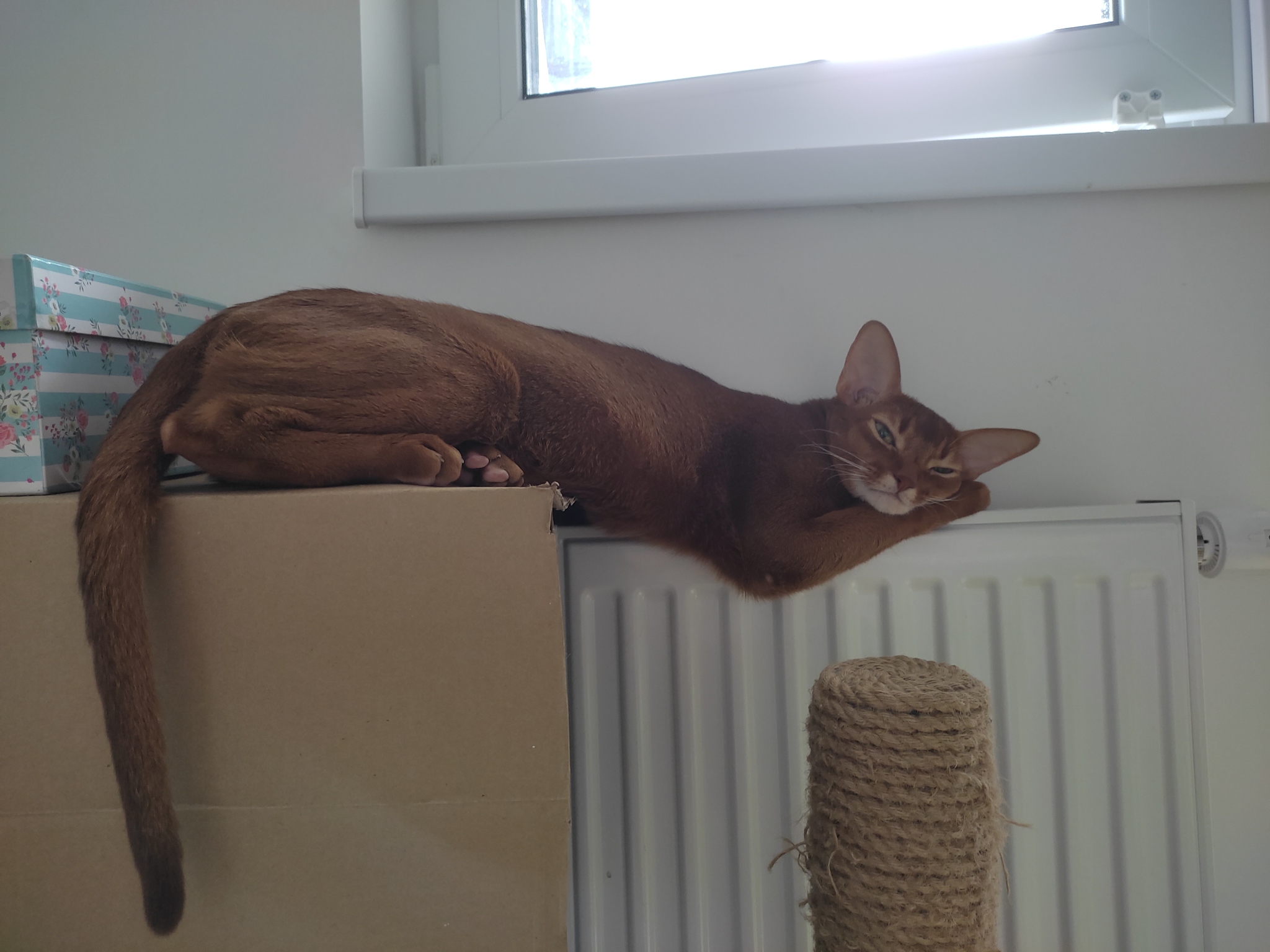 Daytime sleep is useful - My, cat, Abyssinian cat, Dream, Battery