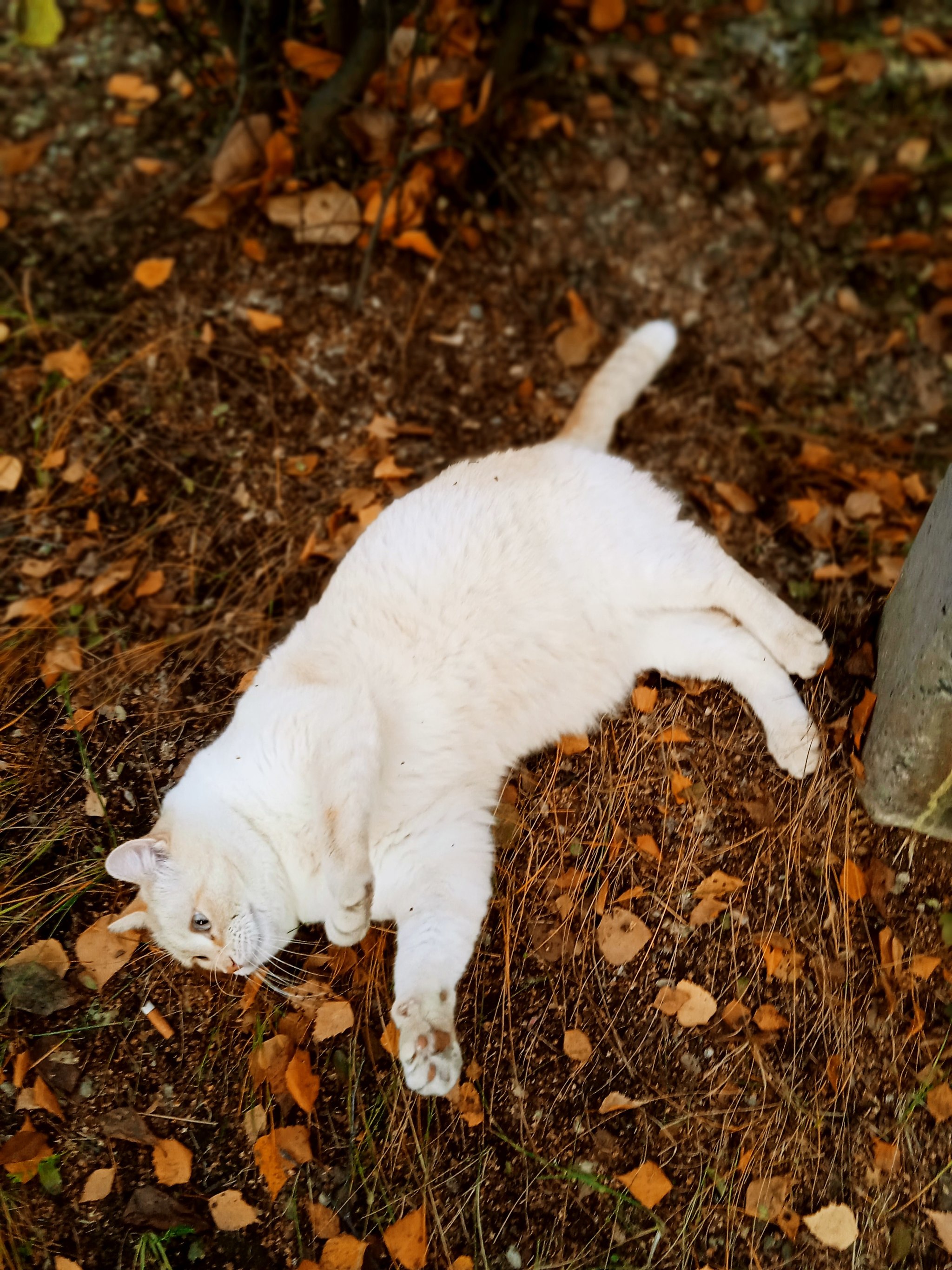 Autumn cat - My, cat, Autumn leaves, Longpost