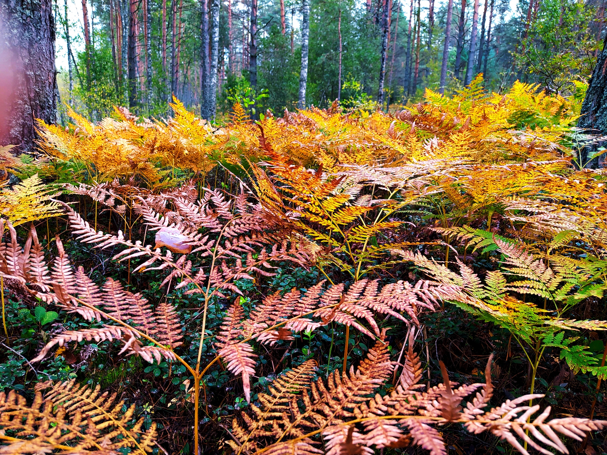 fern valley - My, The photo, Autumn, Landscape