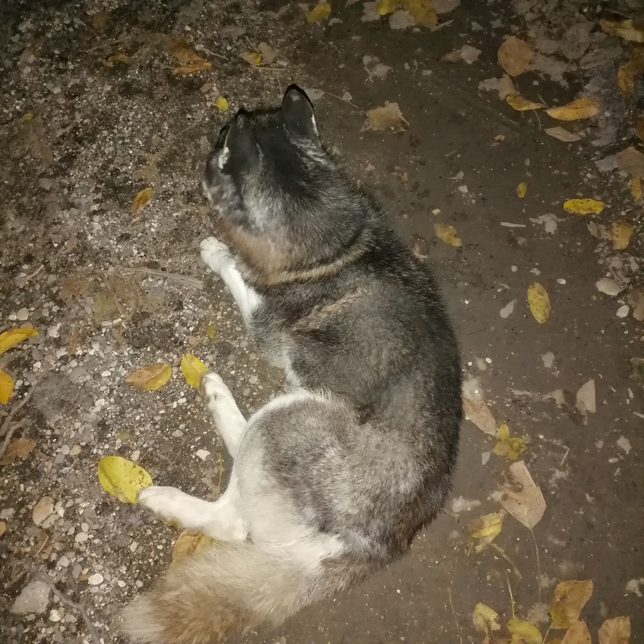 Husky dog. Looks like a lost, but questionable - Dog, Husky, The dog is missing, Pyatigorsk, Beshtaugorsky Reserve, Longpost