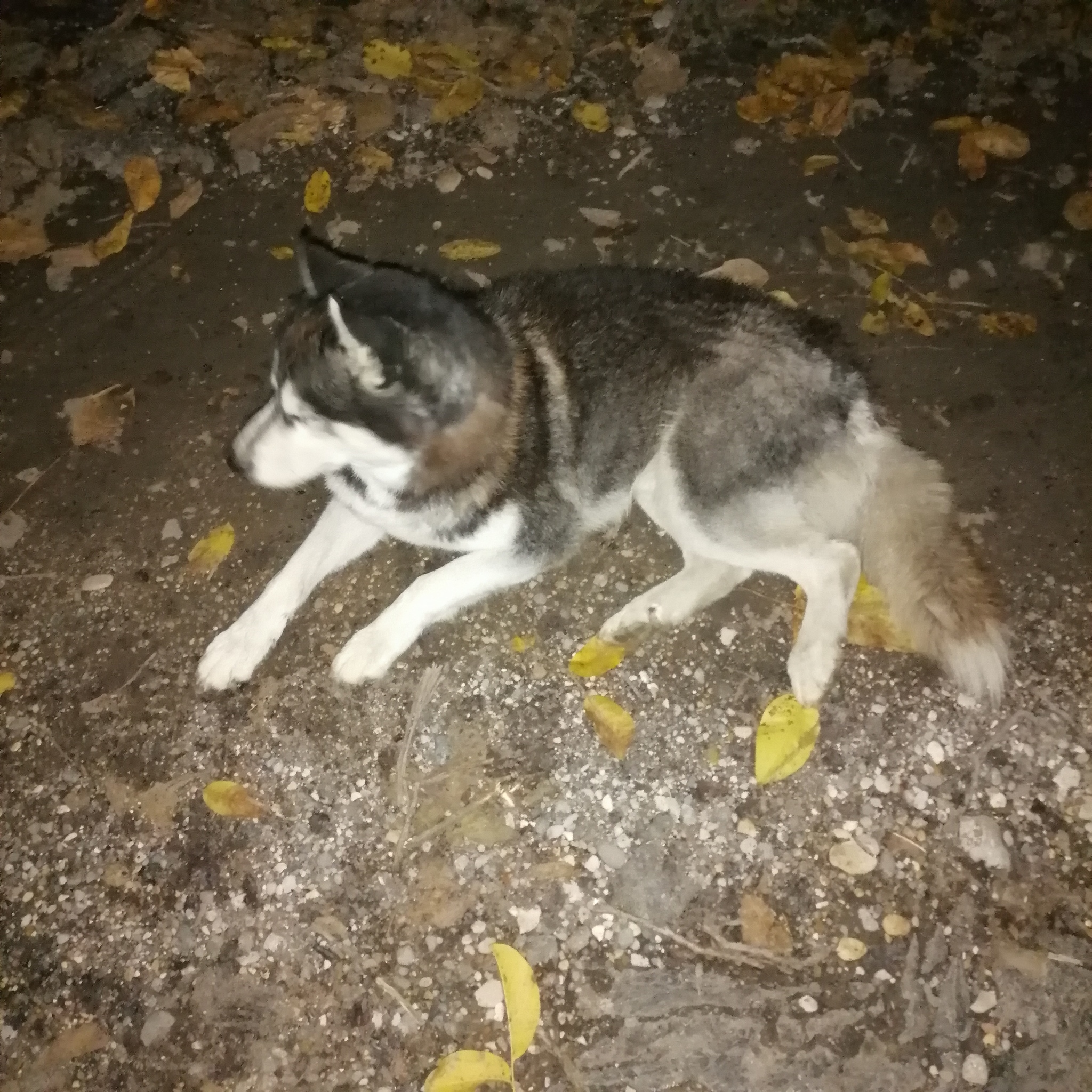 Husky dog. Looks like a lost, but questionable - Dog, Husky, The dog is missing, Pyatigorsk, Beshtaugorsky Reserve, Longpost