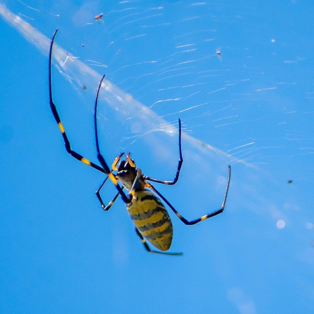 The American state of Georgia was flooded with yellow and blue spiders from Asia - Spider, Arthropods, USA, Interesting, Georgia, Longpost