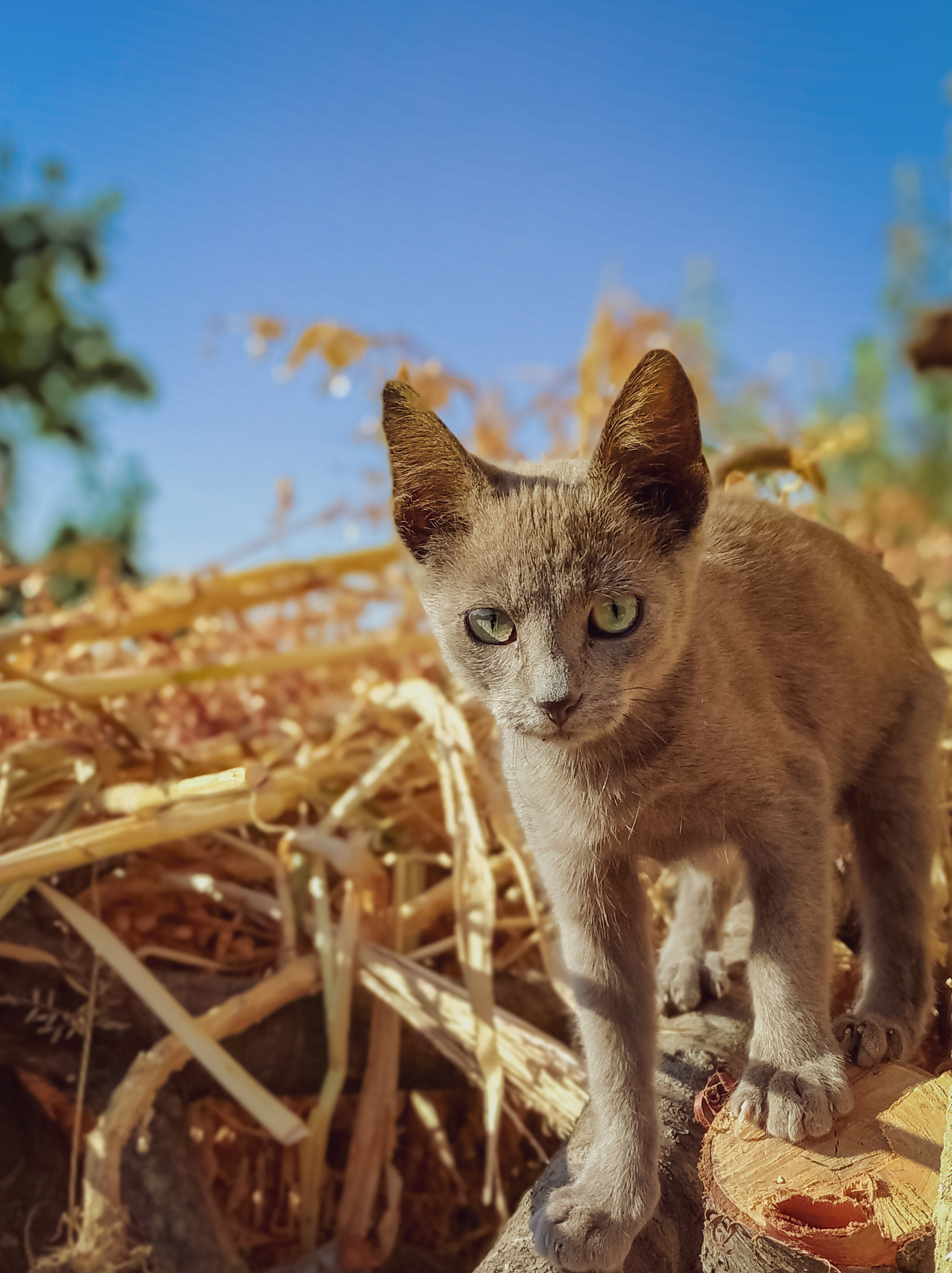 A ray of sunshine in depressive everyday life - My, cat, The photo, Photo on sneaker, Pets, Longpost