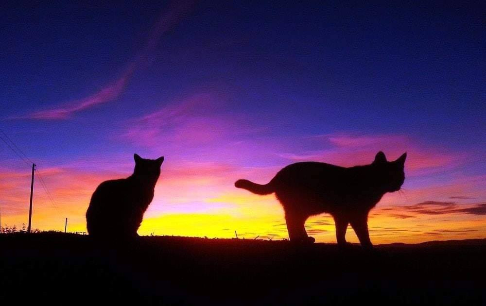 Sunset cats... - cat, Sunset, Silhouette