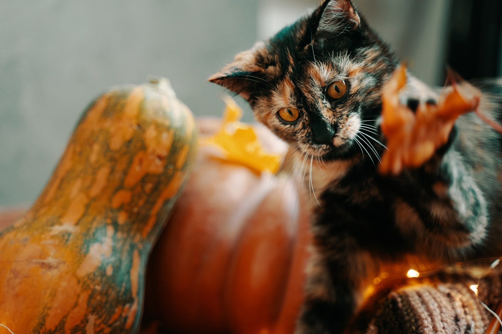 Aesthetics of autumn. - Aesthetics, The photo, cat, Milota, Autumn, Pumpkin, Calmness, Longpost, Pets