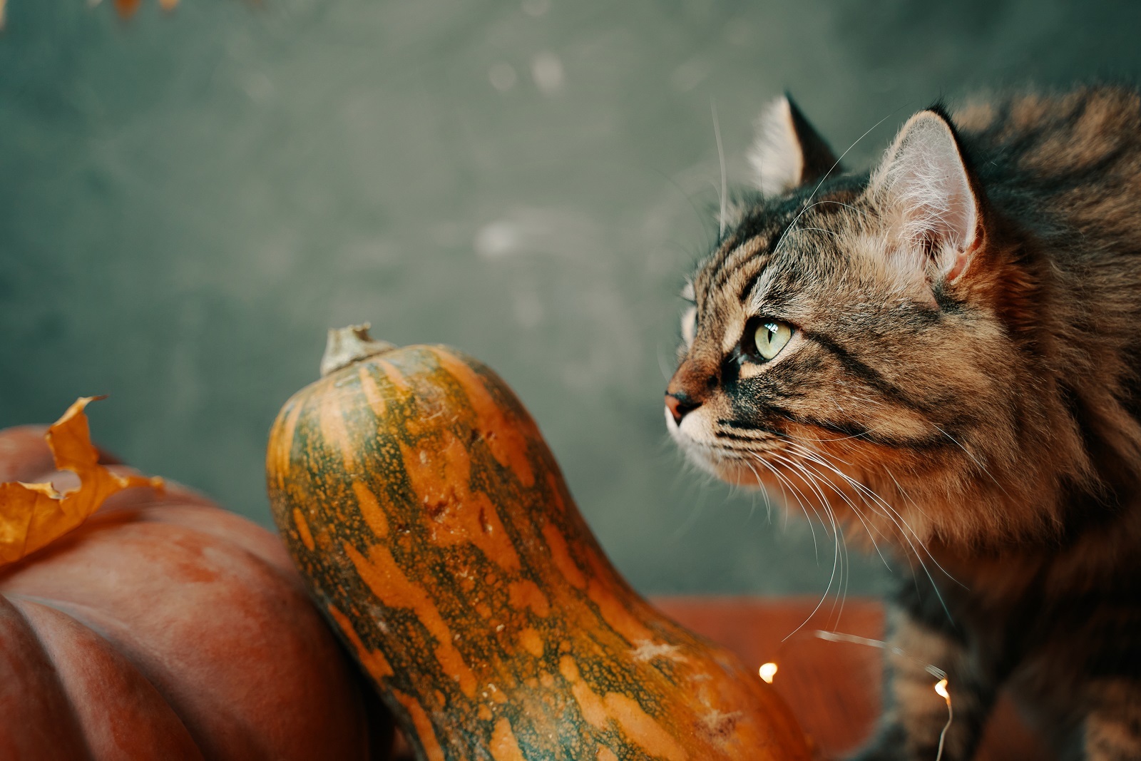 Aesthetics of autumn. - Aesthetics, The photo, cat, Milota, Autumn, Pumpkin, Calmness, Longpost, Pets