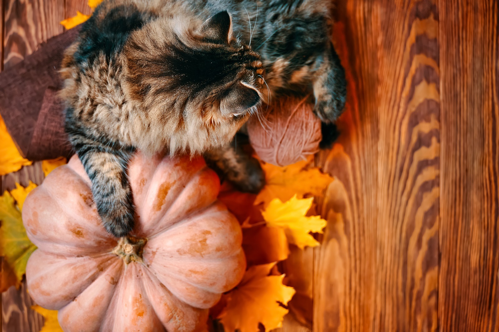 Aesthetics of autumn. - Aesthetics, The photo, cat, Milota, Autumn, Pumpkin, Calmness, Longpost, Pets