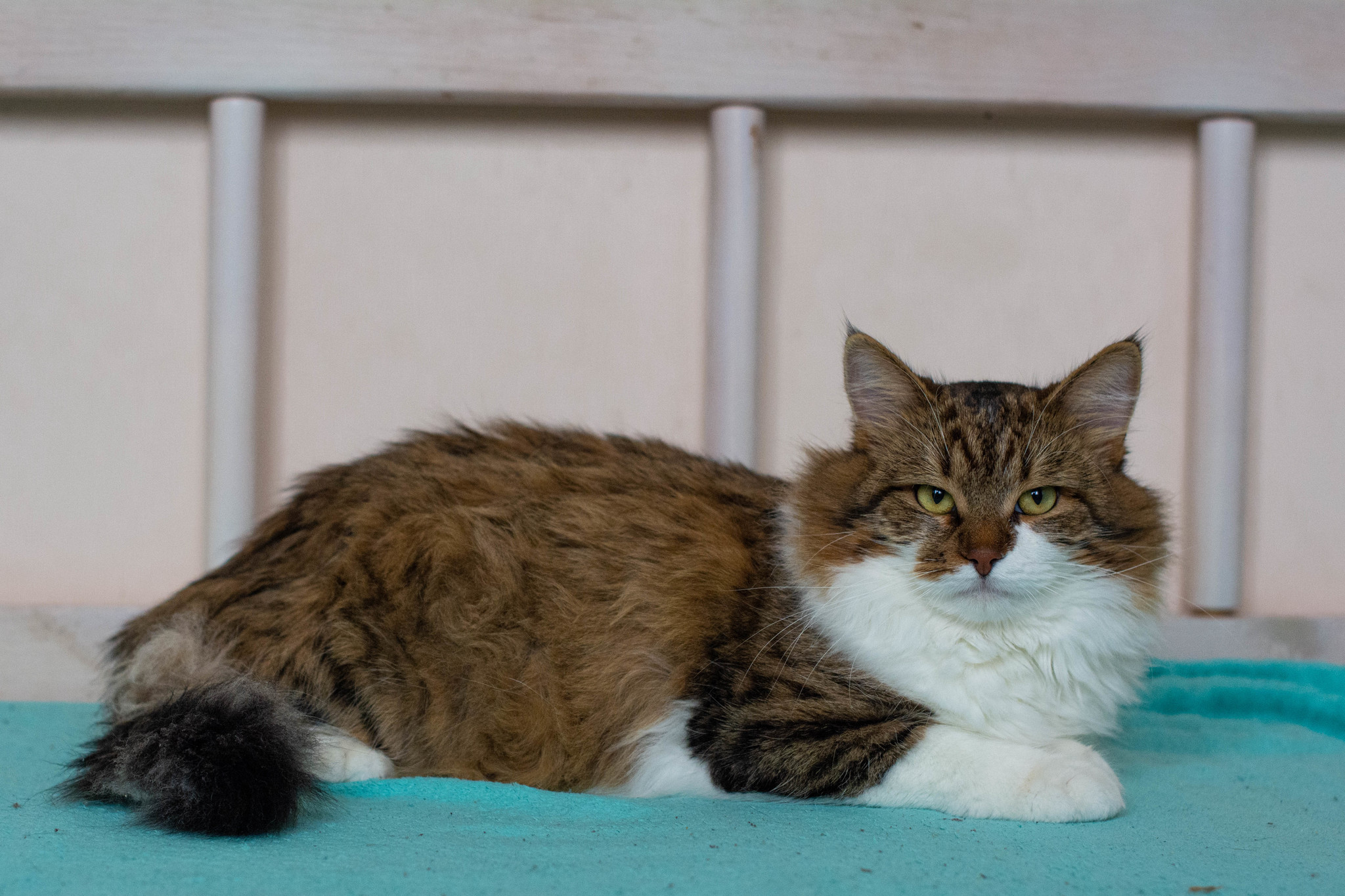 Vasyanya is looking for a home - No rating, In good hands, Longpost, Pets, Moscow, Fluffy, cat, Fat cats